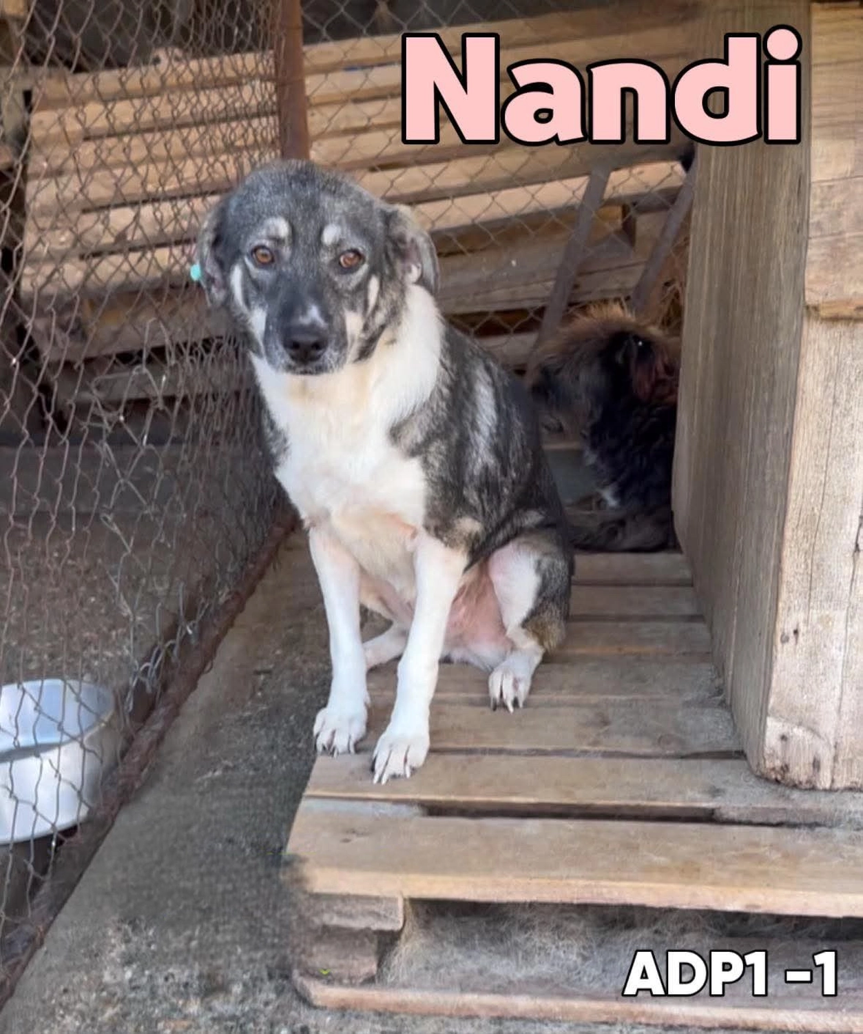 Pro Animals Deutschland e.V. – Nandi