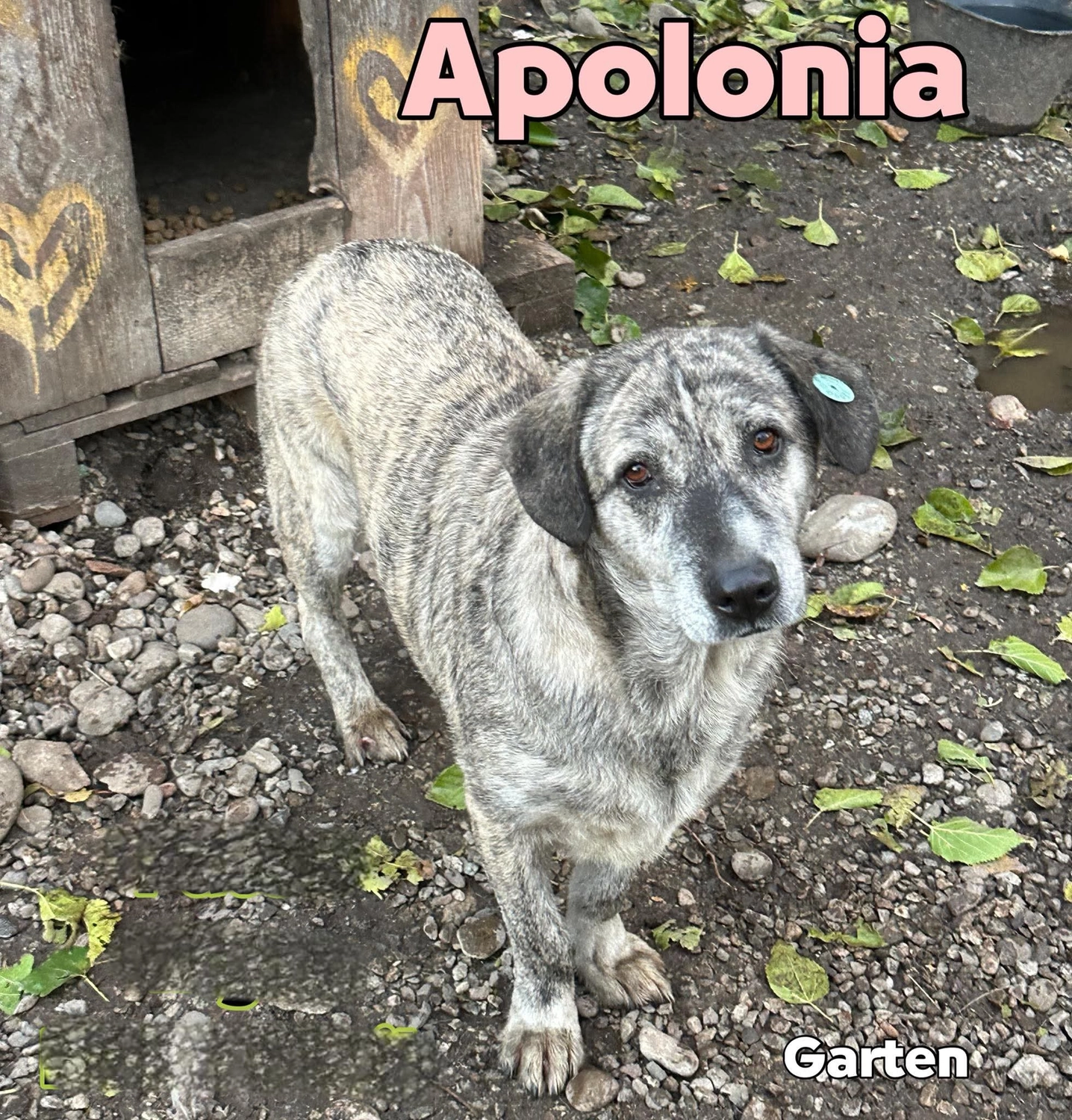 Pro Animals Deutschland e.V. – Apolonia