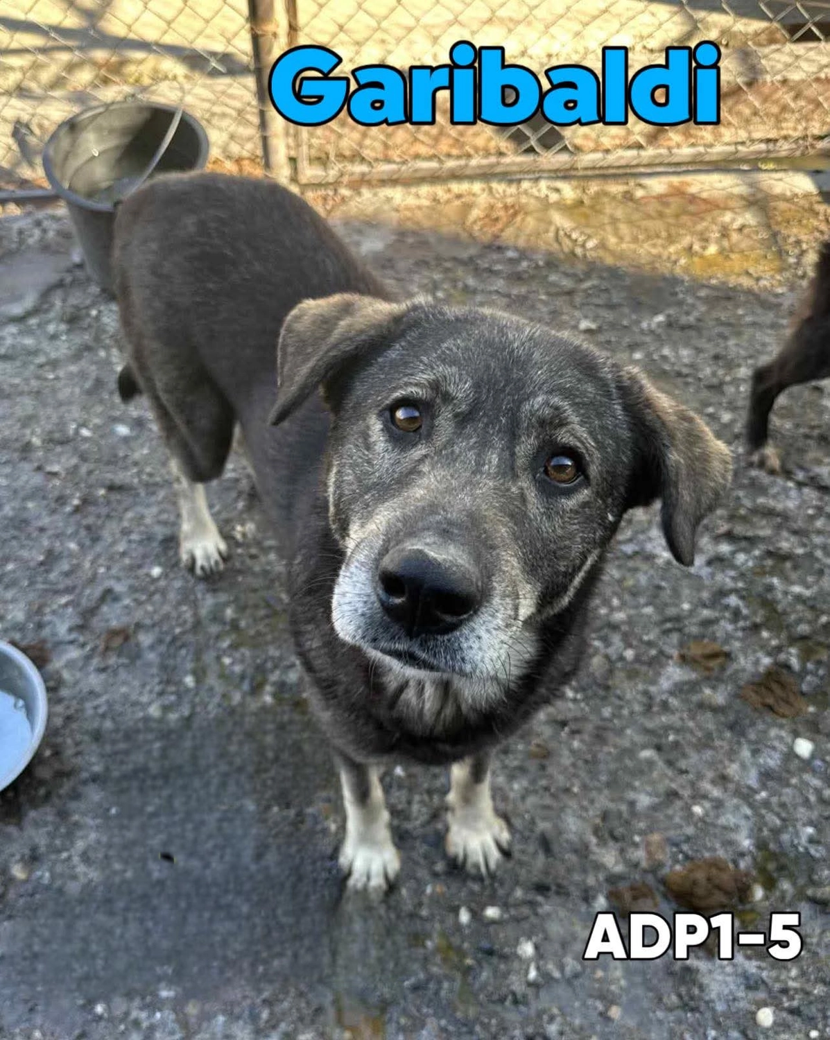 Pro Animals Deutschland e.V. – Garibaldi