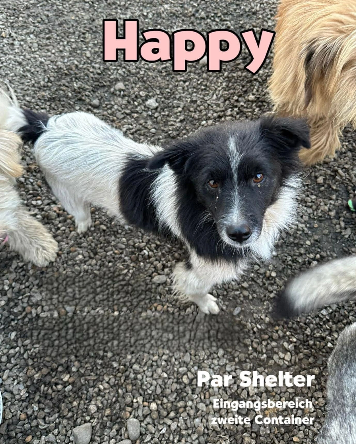 Pro Animals Deutschland e.V. – Happy