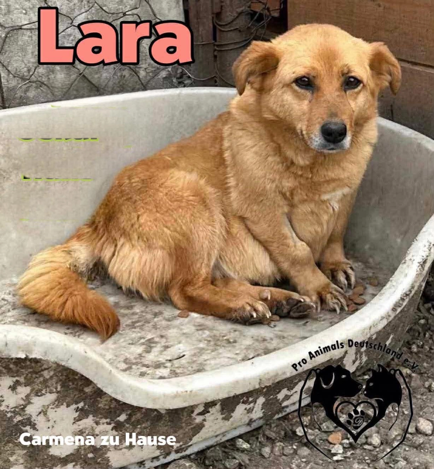 Pro Animals Deutschland e.V. – Lara