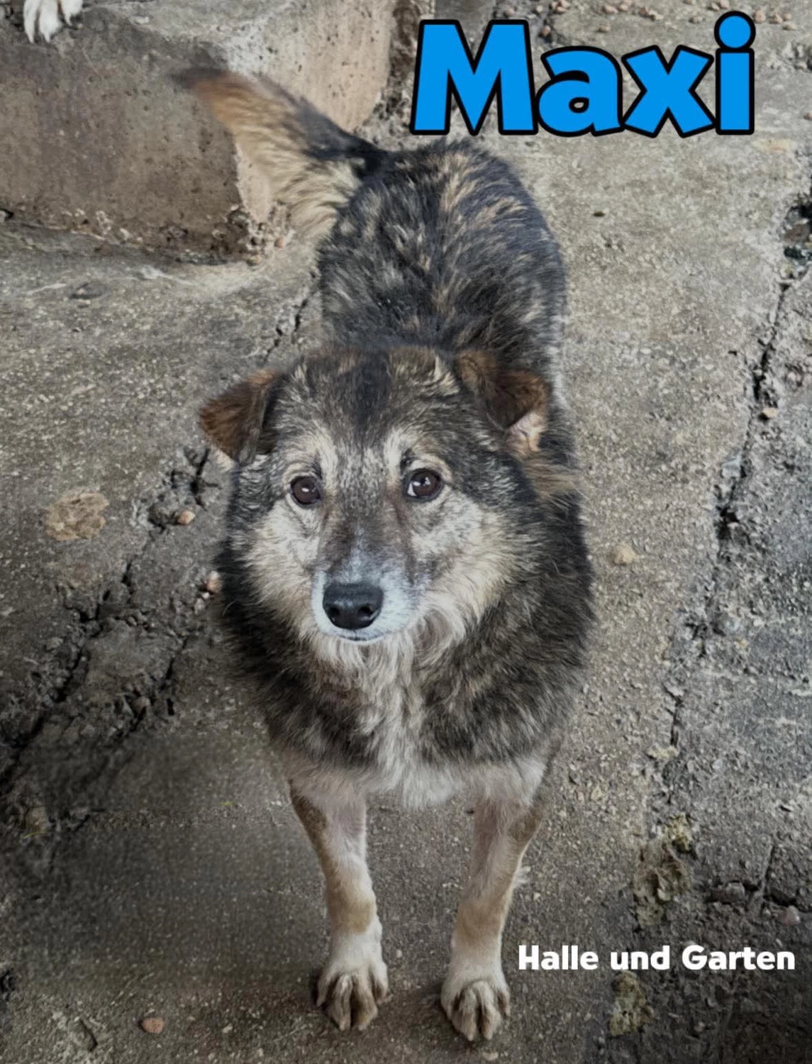 Pro Animals Deutschland e.V. – Maxi
