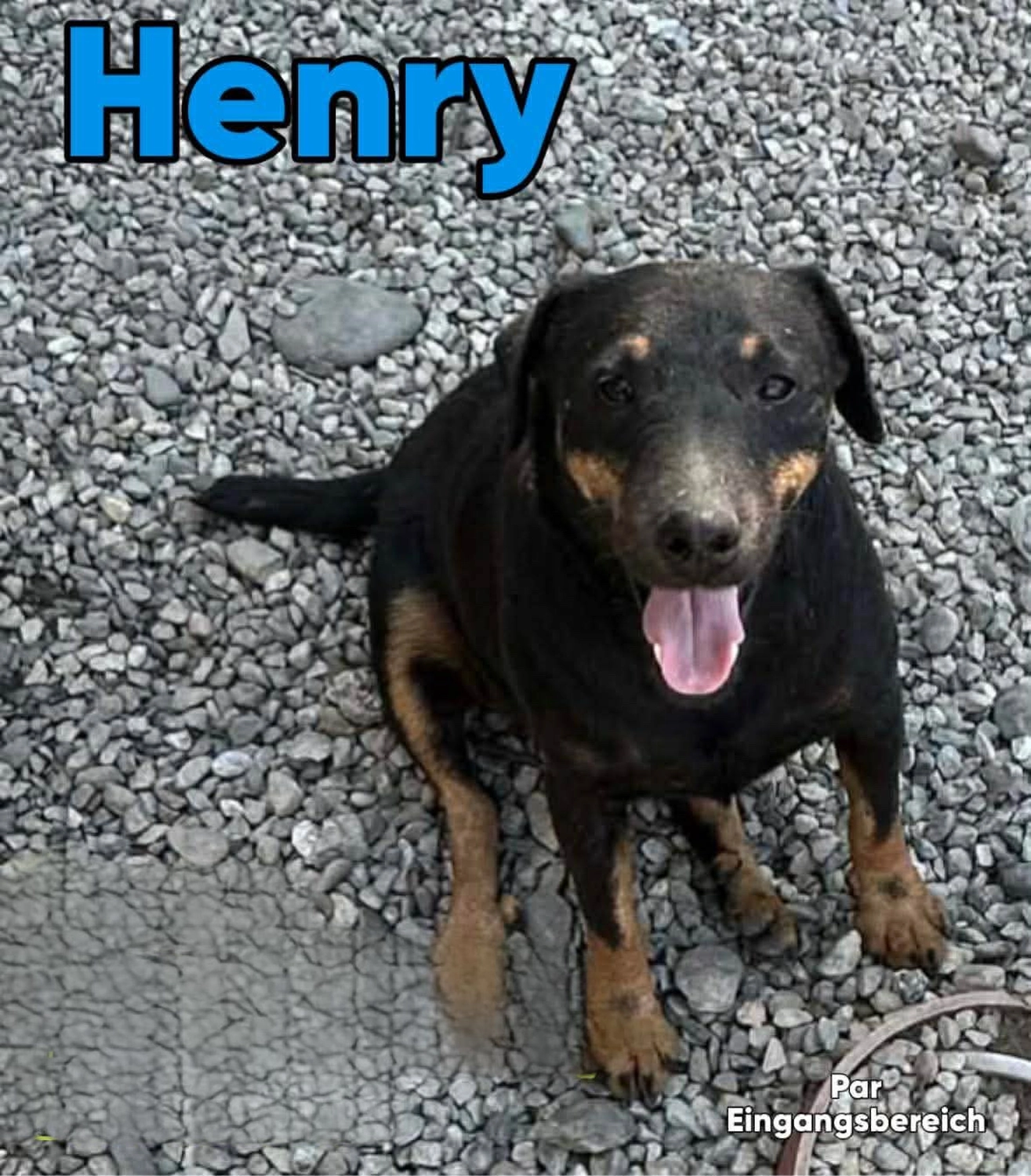 Pro Animals Deutschland e.V. – Henry