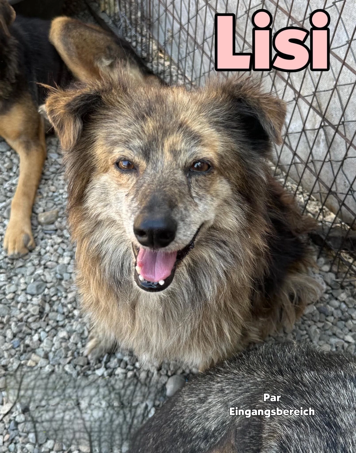 Pro Animals Deutschland e.V. – Lisi