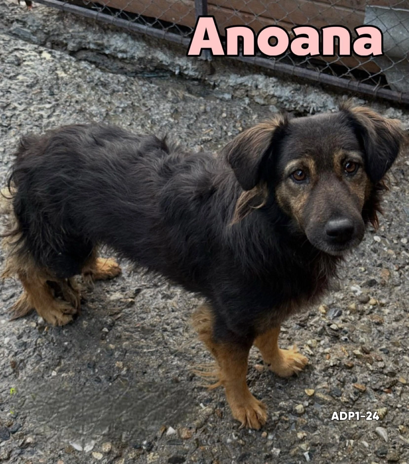 Pro Animals Deutschland e.V. – Anoana