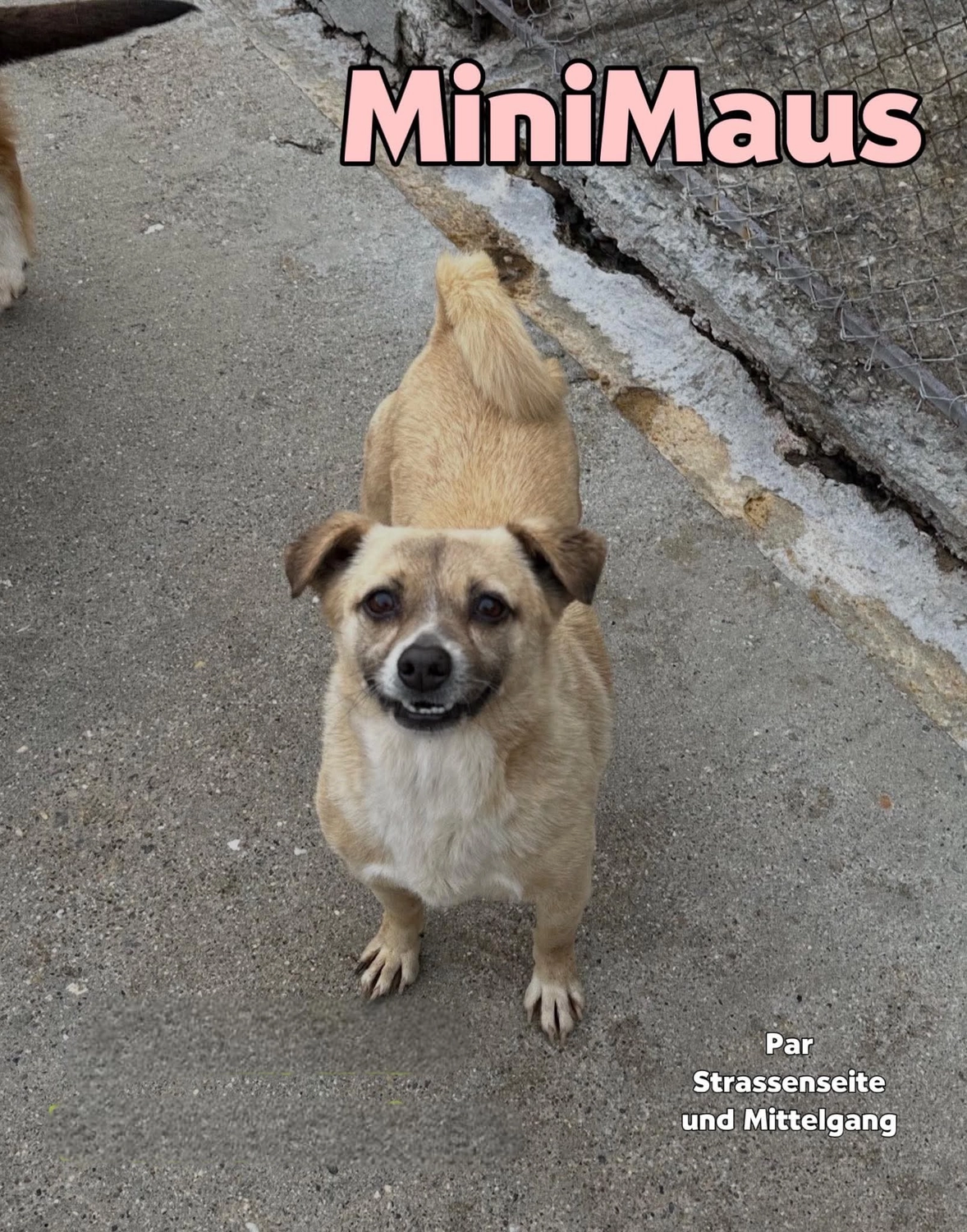 Pro Animals Deutschland e.V. – Minimaus