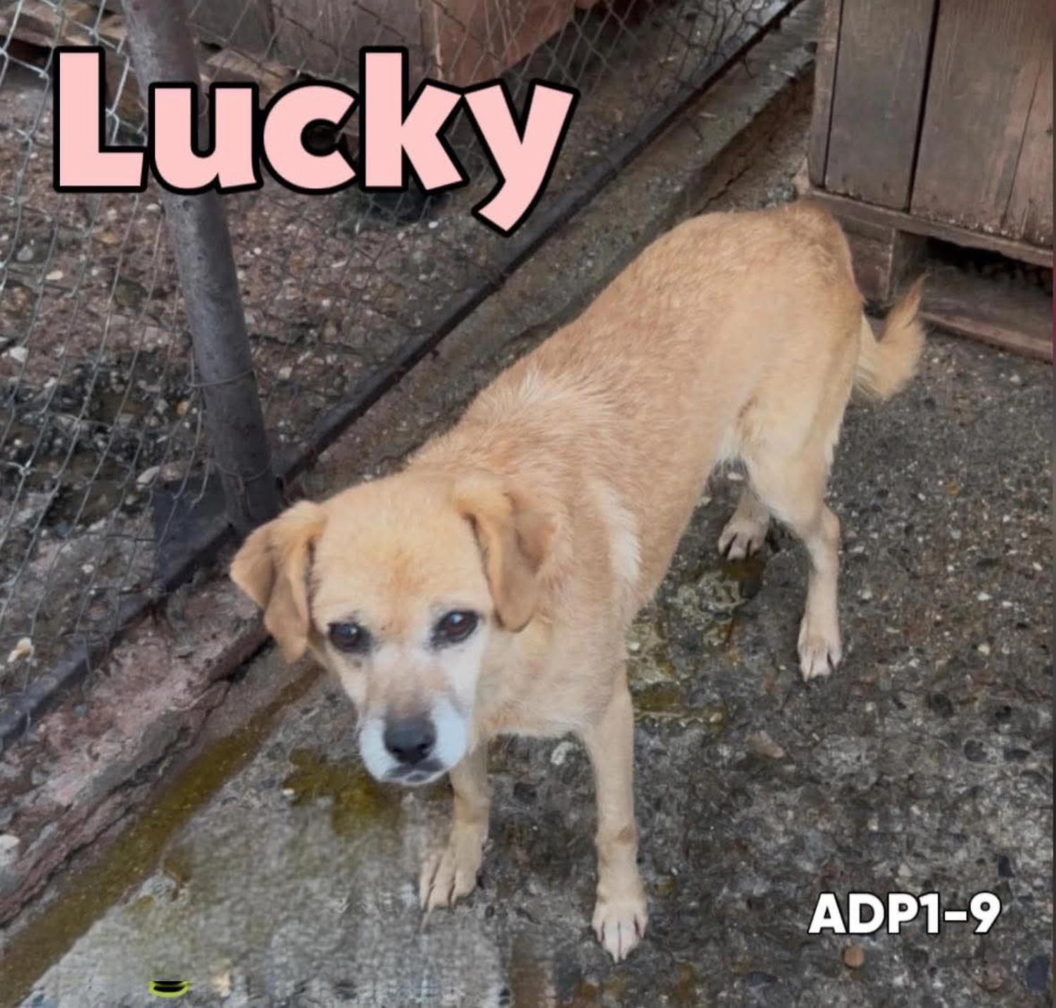 Pro Animals Deutschland e.V. – Lucky