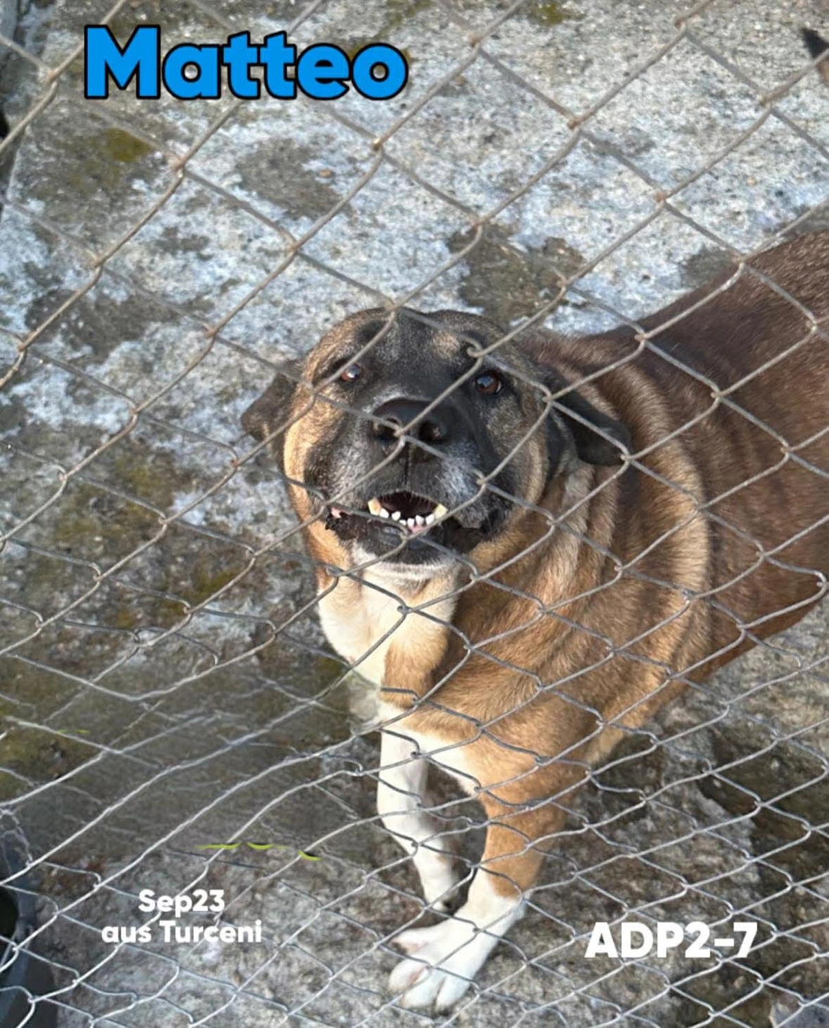 Pro Animals Deutschland e.V. – Matteo