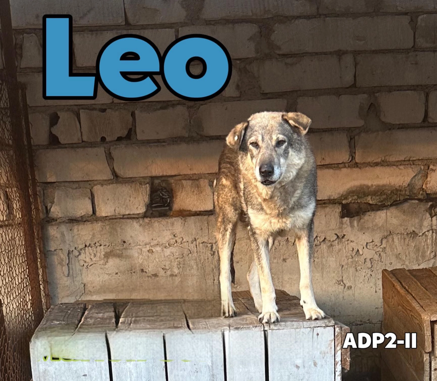 Pro Animals Deutschland e.V. – Leo