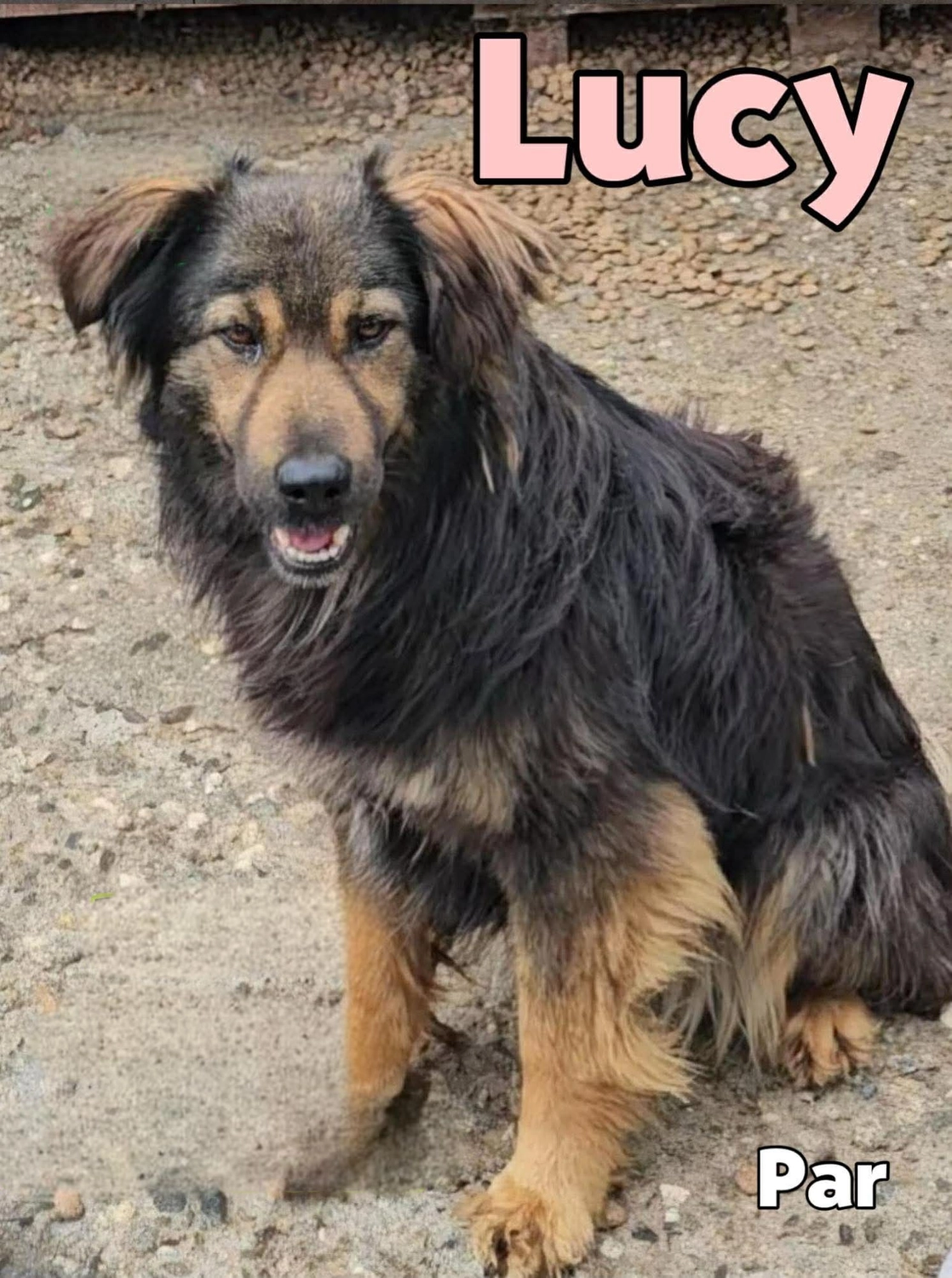 Pro Animals Deutschland e.V. – Lucy