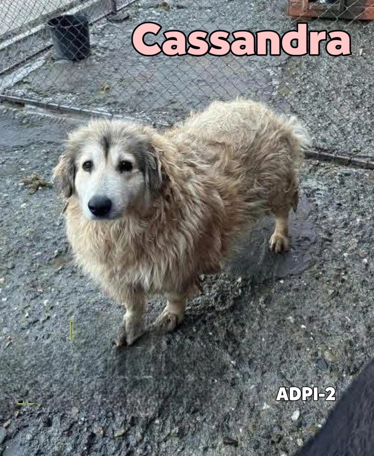 Pro Animals Deutschland e.V. – Cassandra