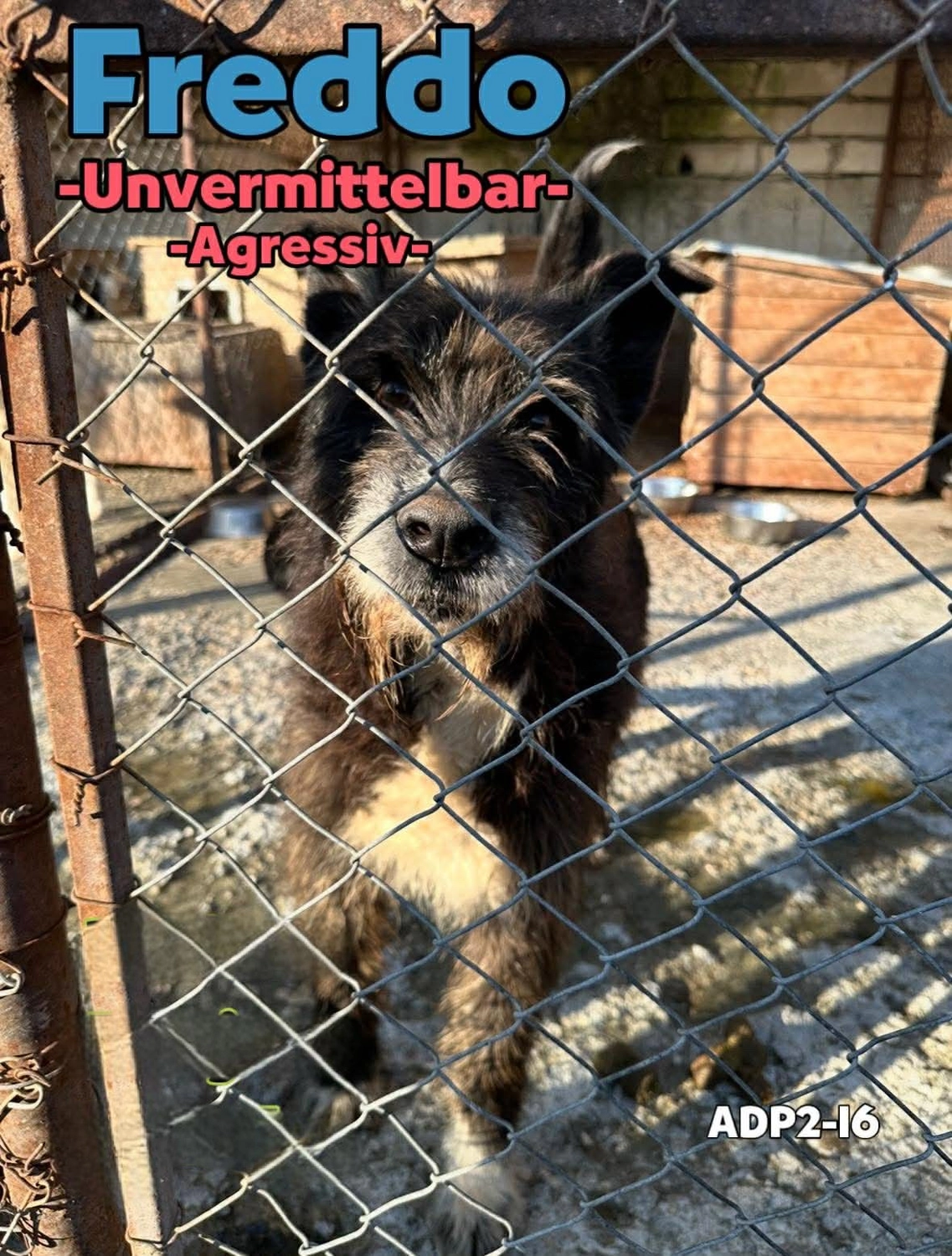 Pro Animals Deutschland e.V. – Freddo
