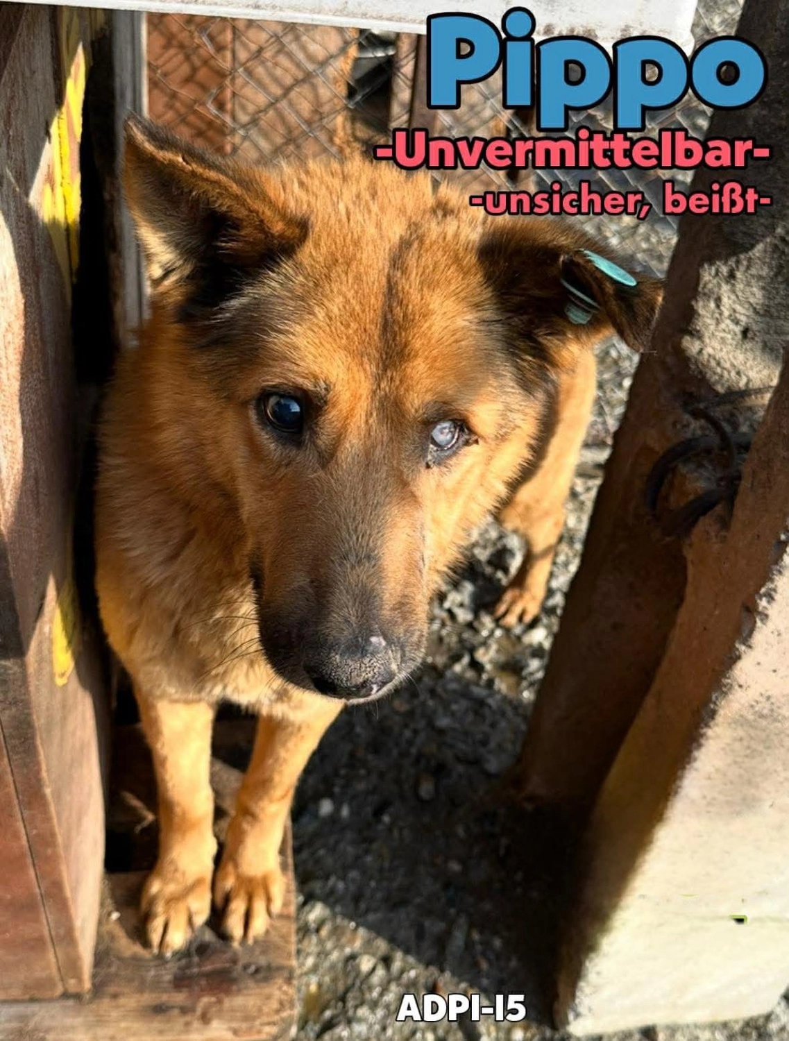 Pro Animals Deutschland e.V. – Pippo