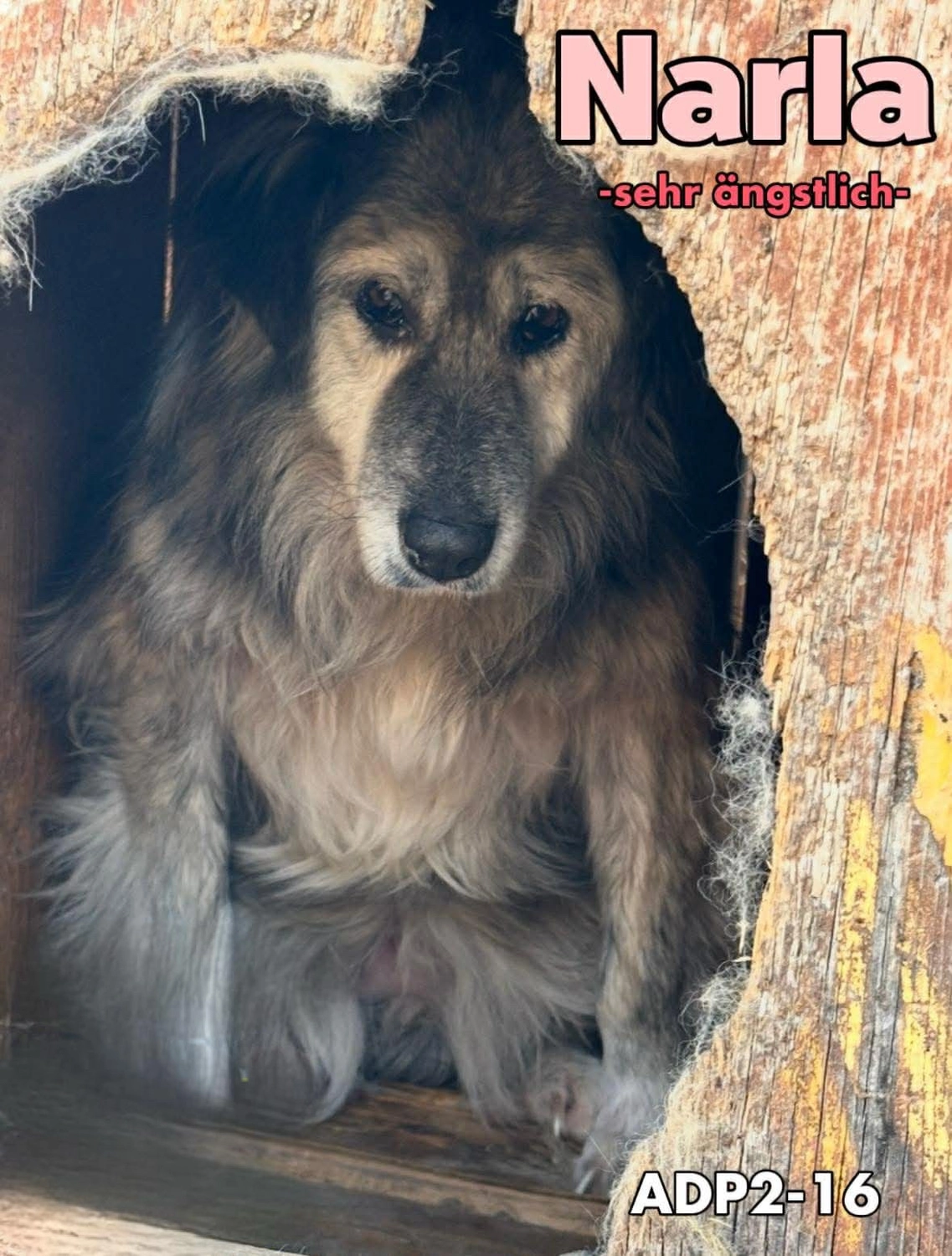 Pro Animals Deutschland e.V. – Narla