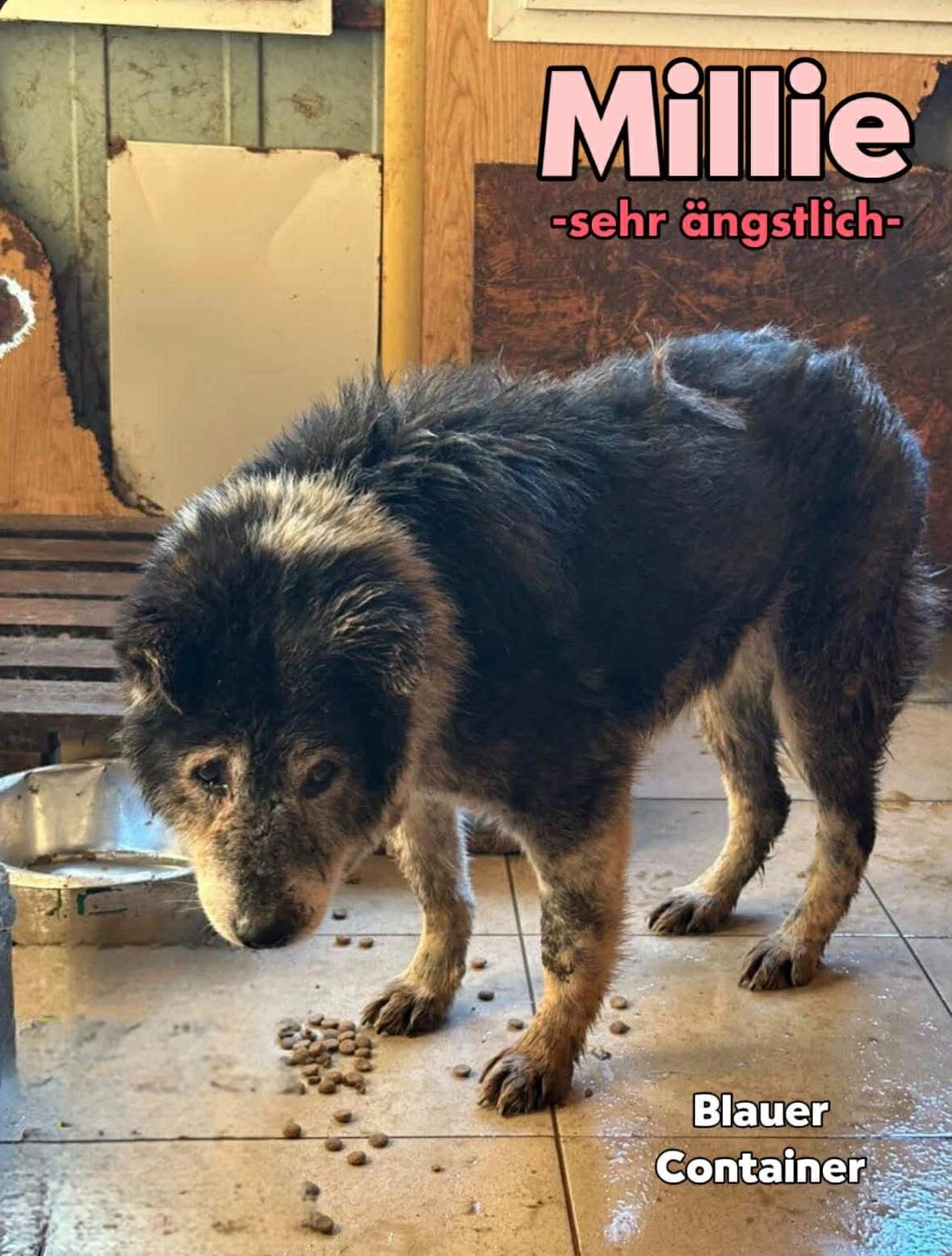Pro Animals Deutschland e.V. – Millie