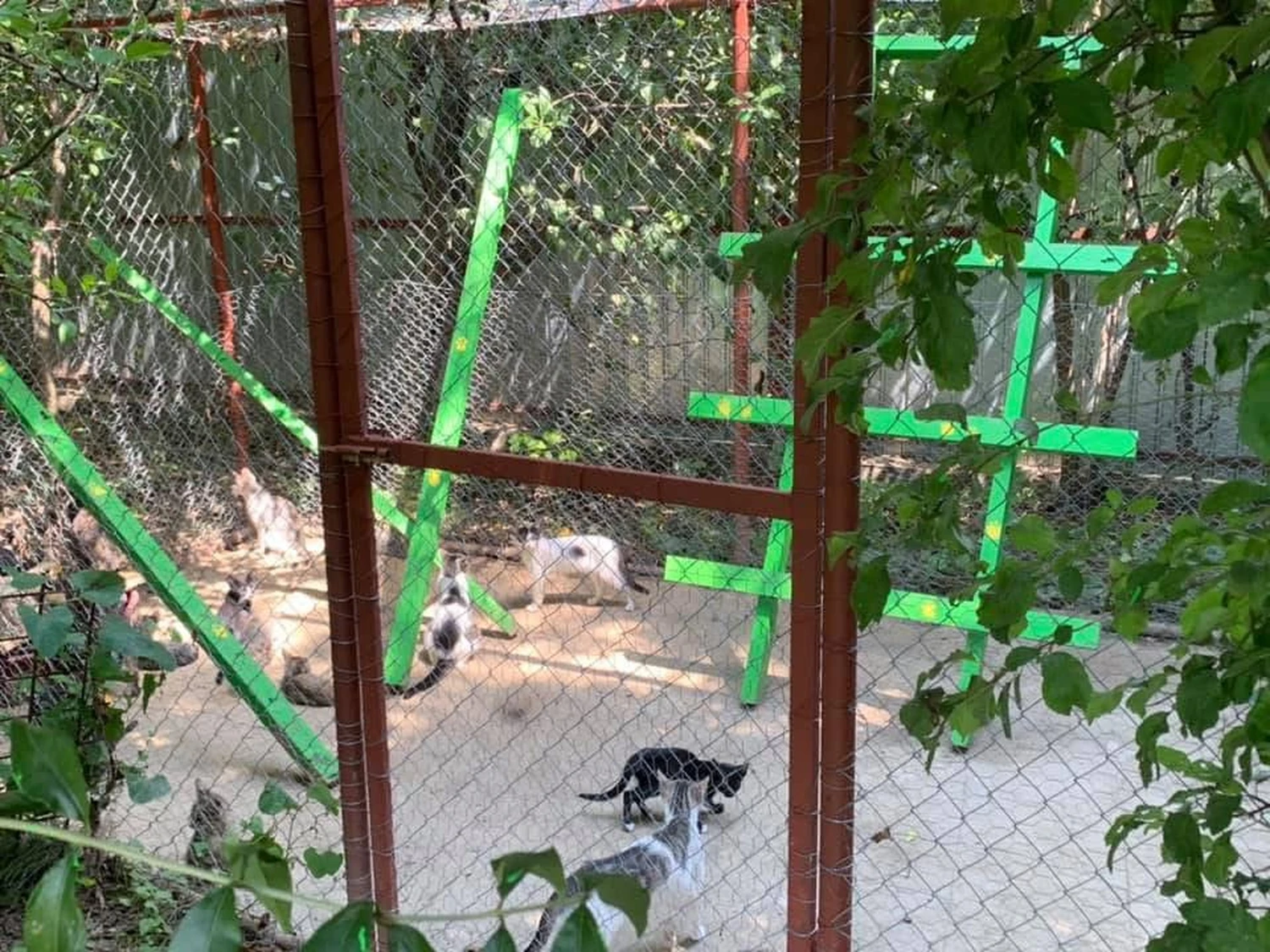 Pro Animals Deutschland e.V. – Katzenheim