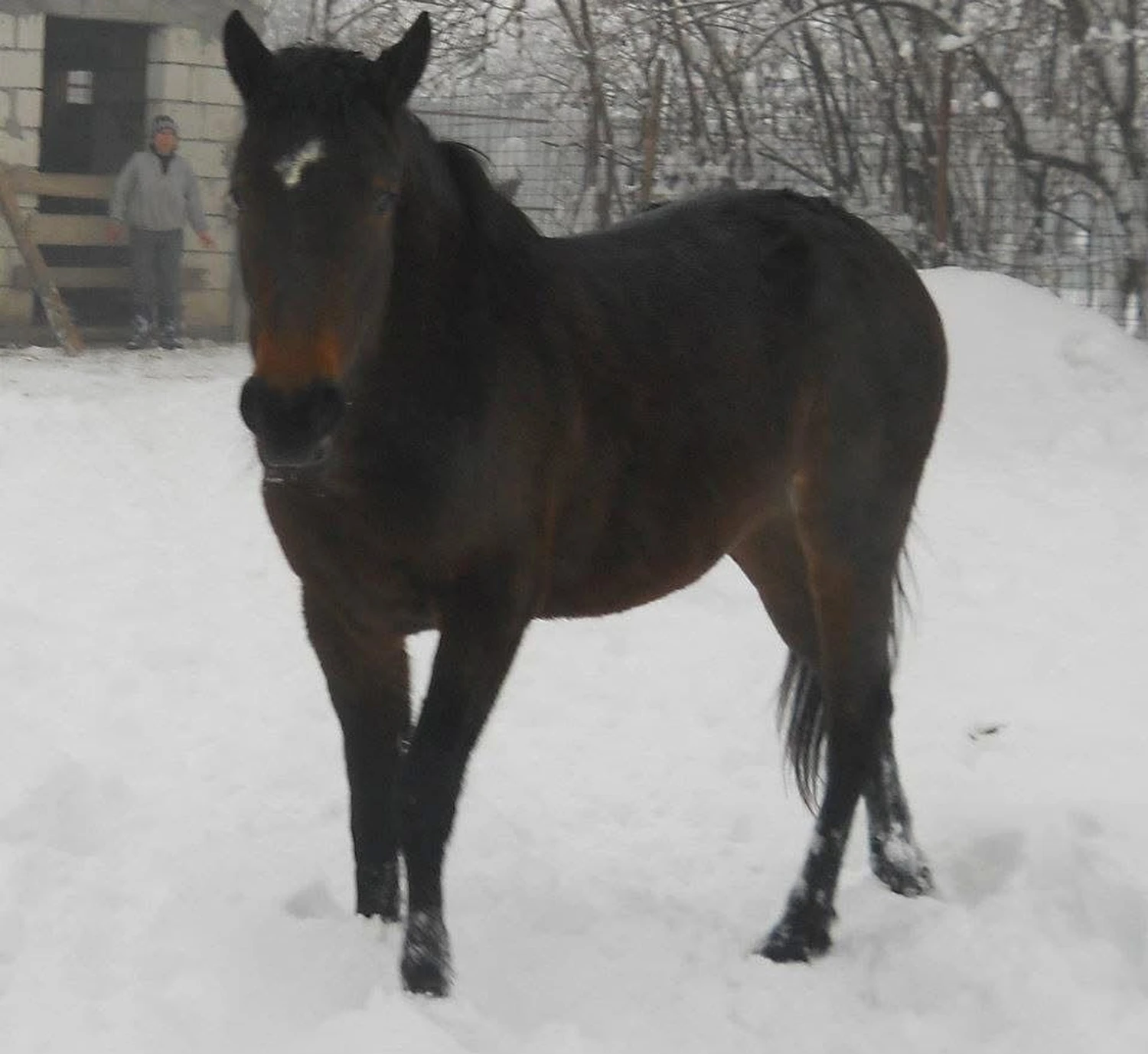 Pro Animals Deutschland e.V. – Pferd