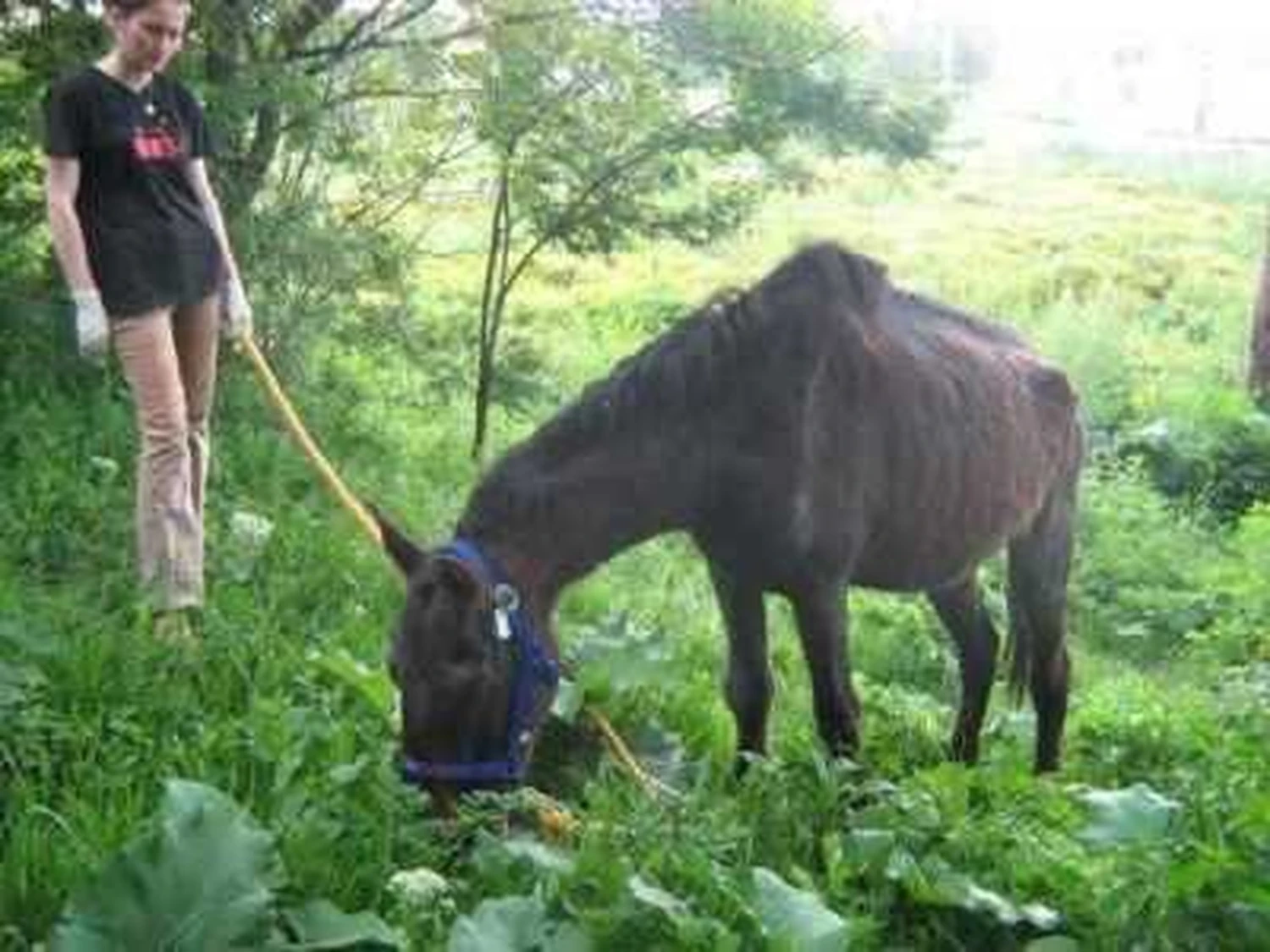 Pro Animals Deutschland e.V. – Pferde