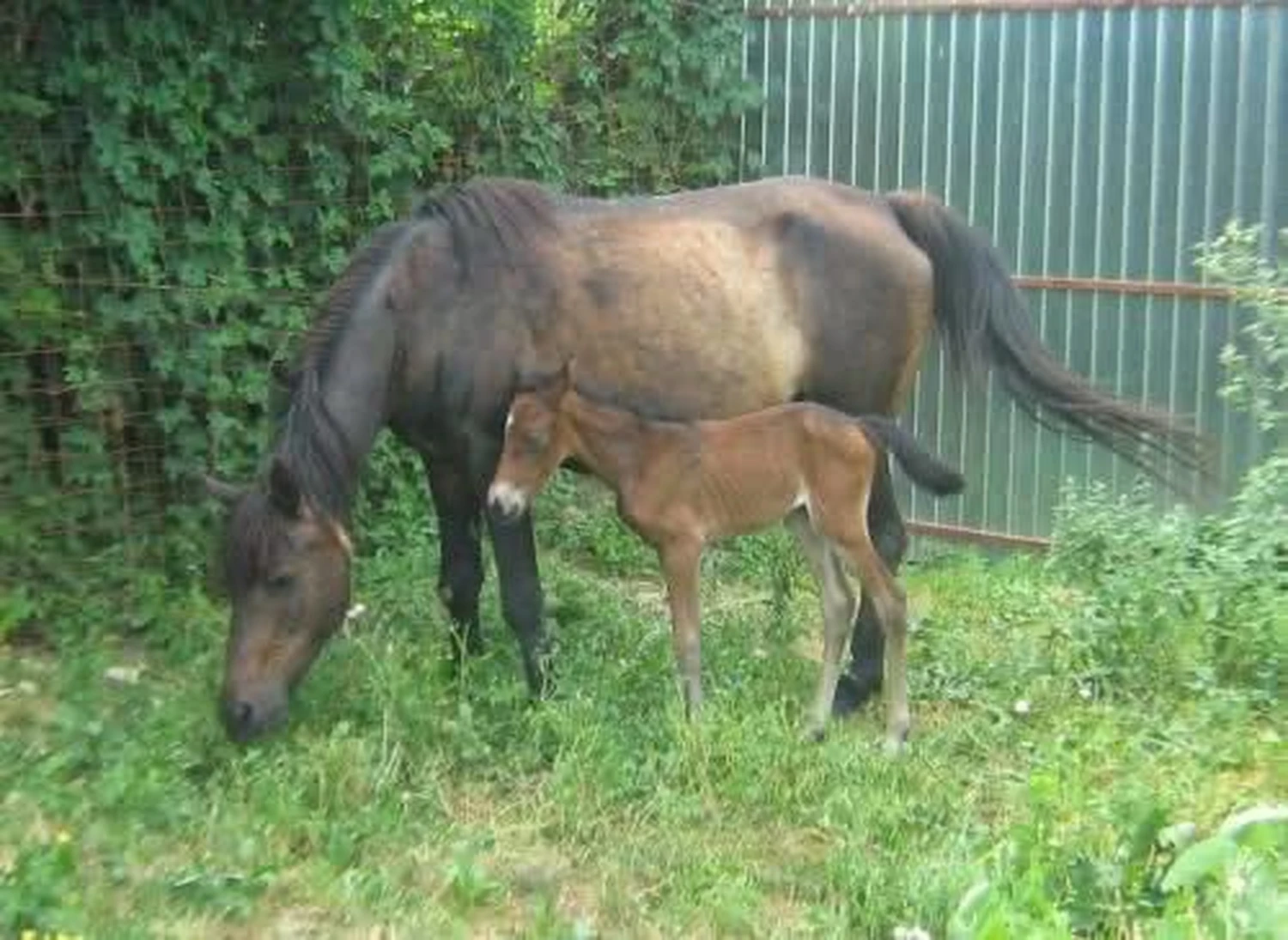 Pro Animals Deutschland e.V. – Pferde