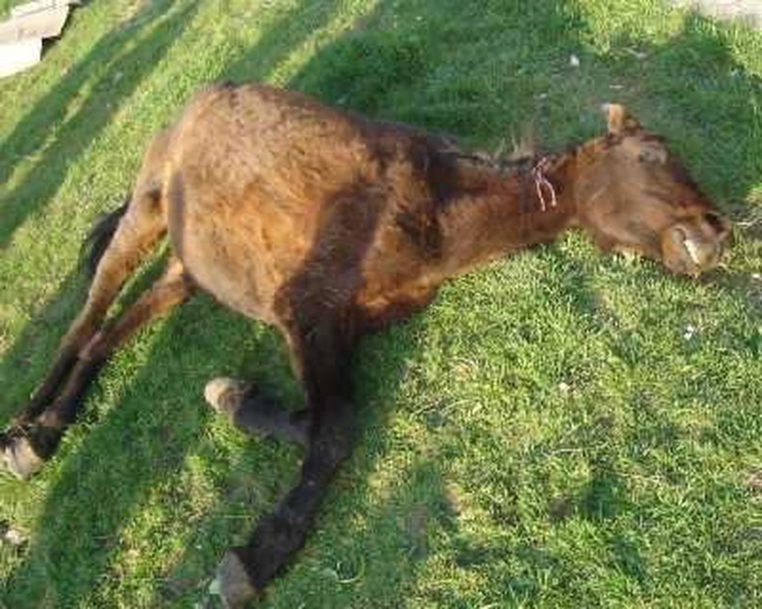 Pro Animals Deutschland e.V. – Pferde