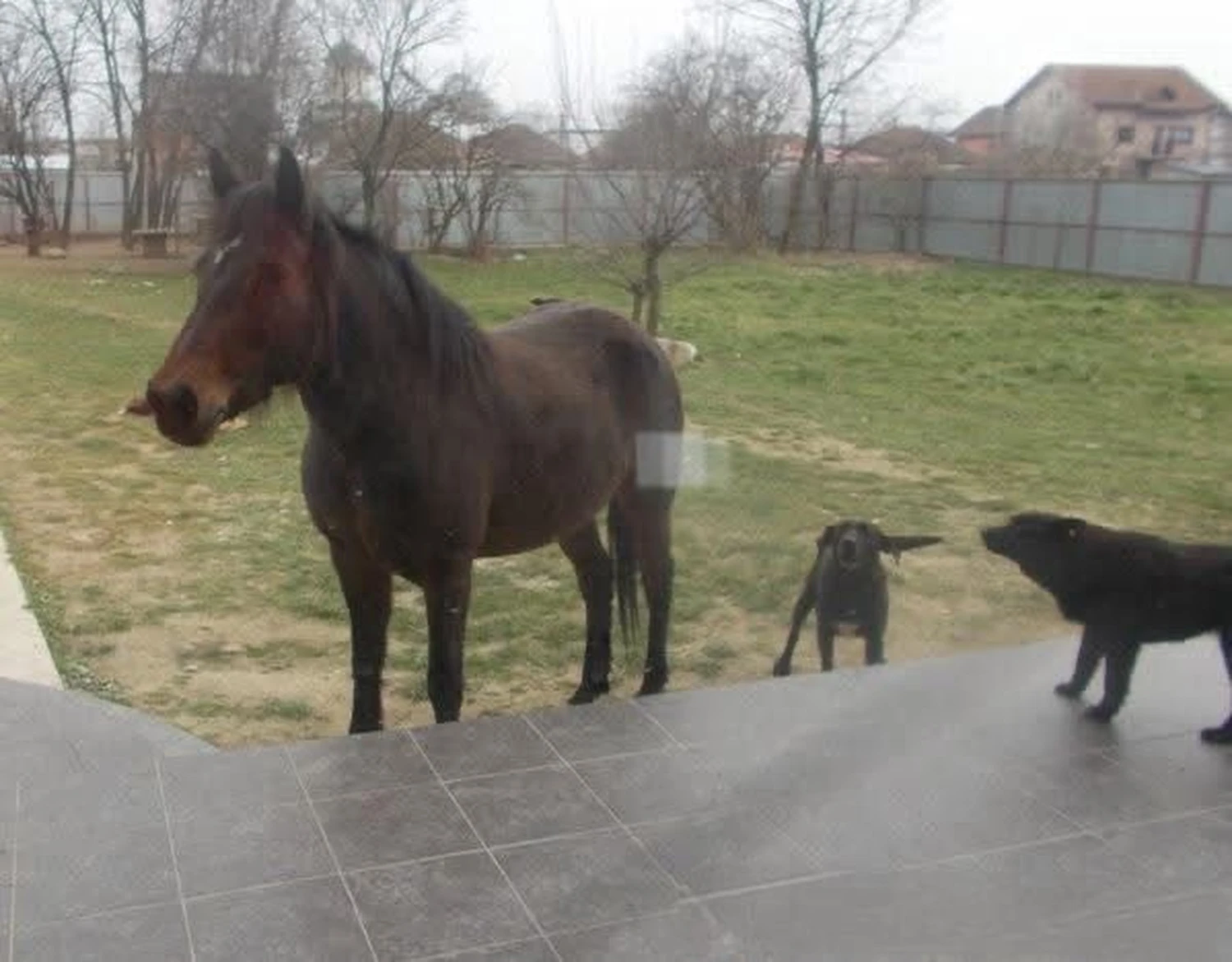 Pro Animals Deutschland e.V. – Pferde