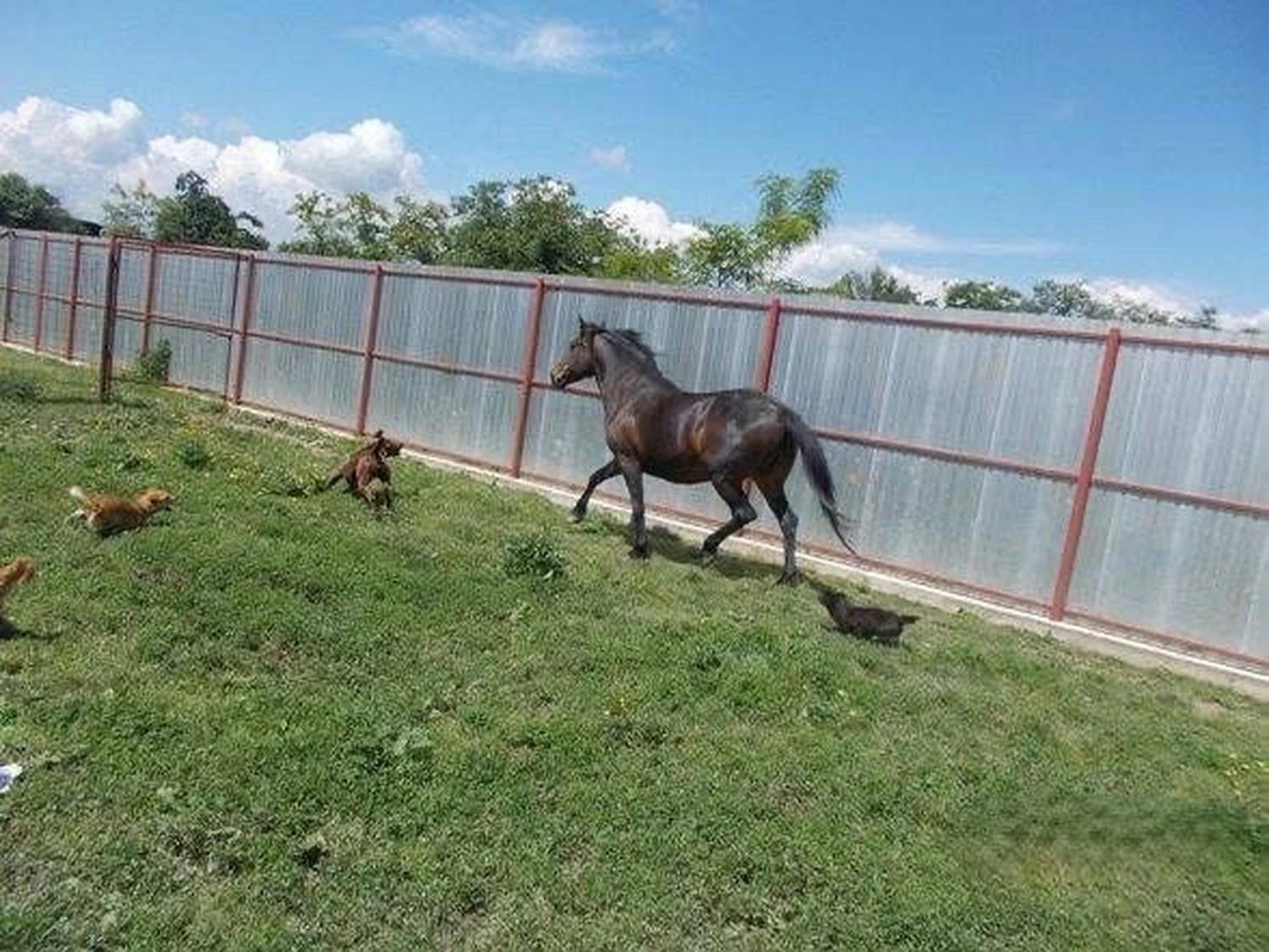 Pro Animals Deutschland e.V. – Pferd