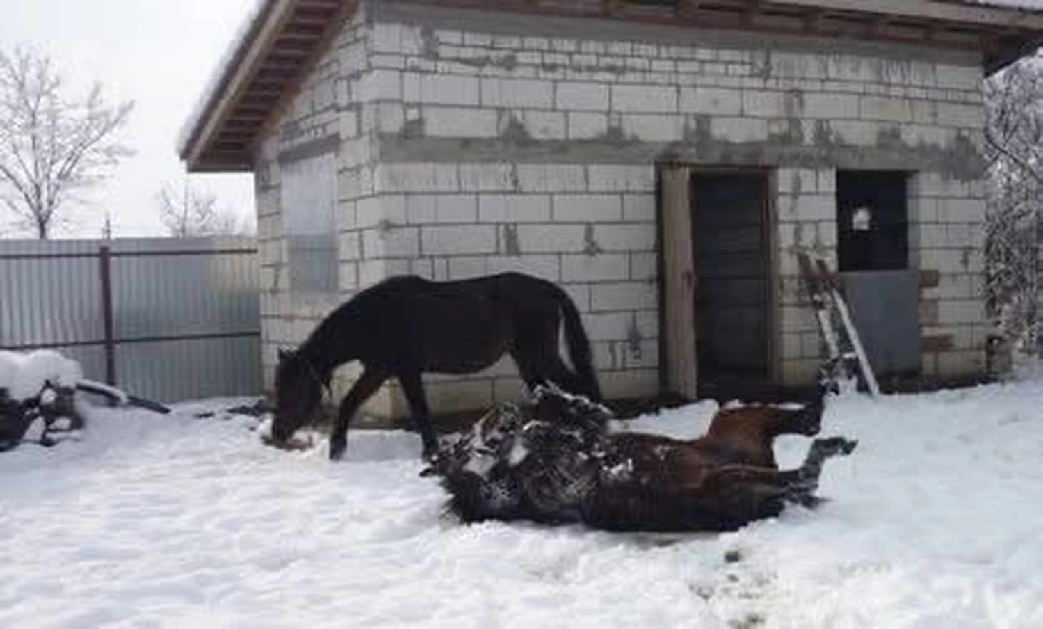 Pro Animals Deutschland e.V. – Pferde