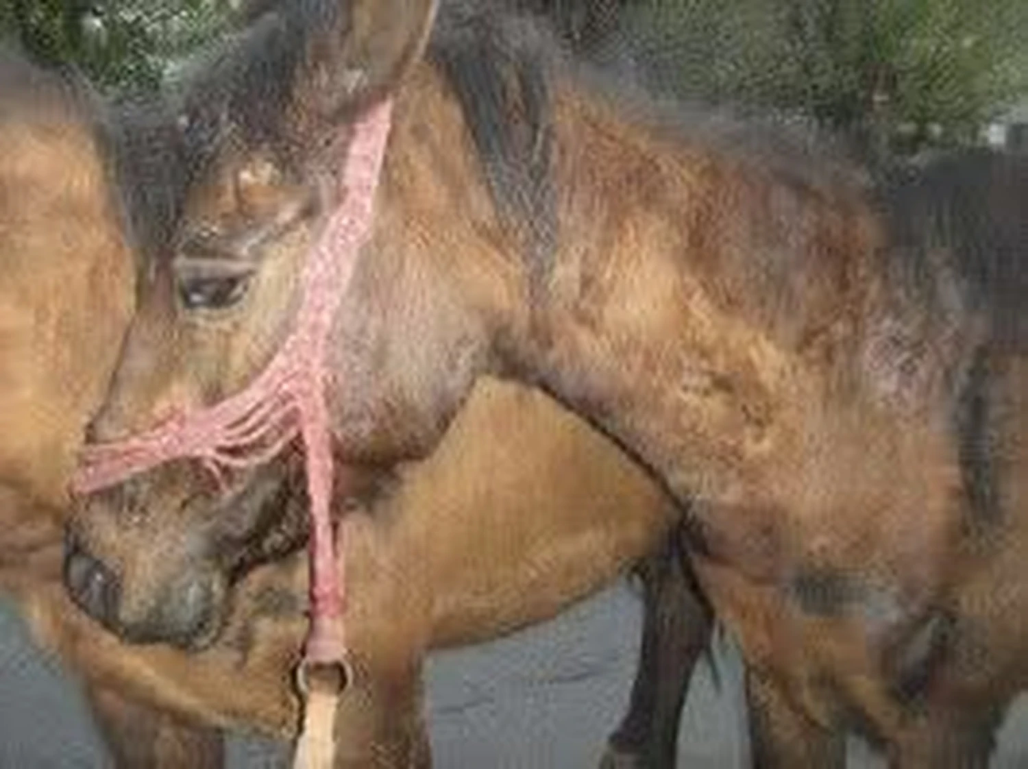 Pro Animals Deutschland e.V. – Pferde