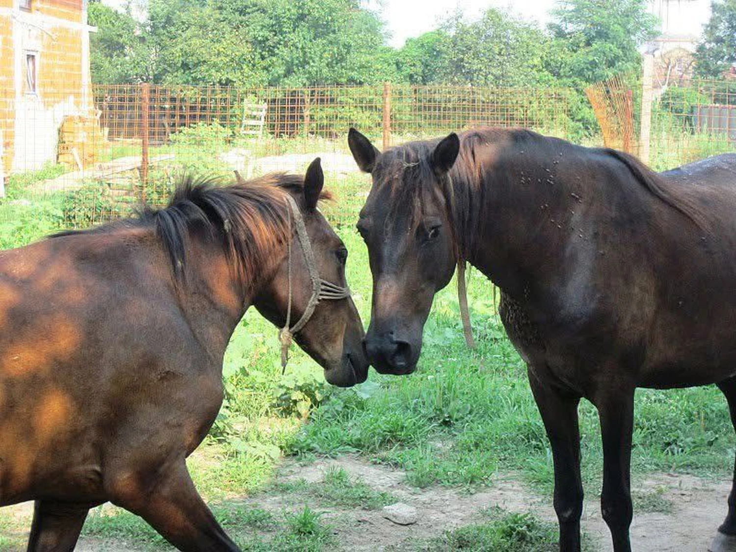 Pro Animals Deutschland e.V. – Pferde