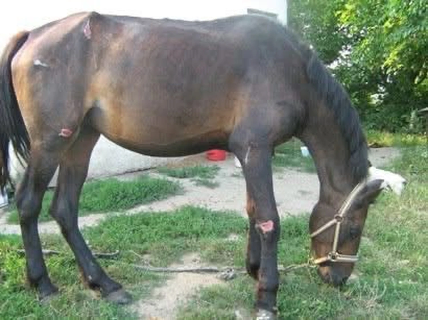 Pro Animals Deutschland e.V. – Pferde