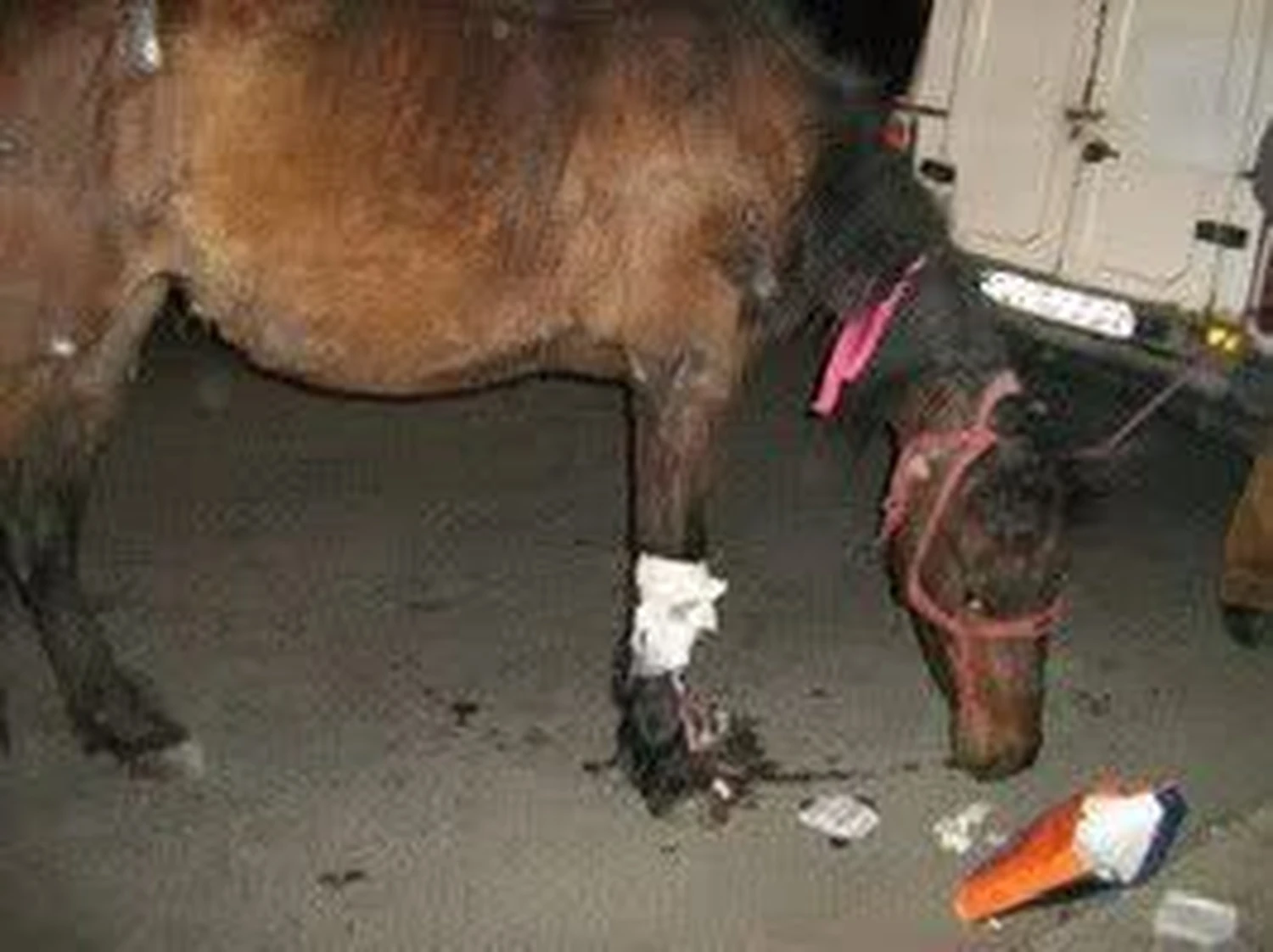 Pro Animals Deutschland e.V. – Pferde