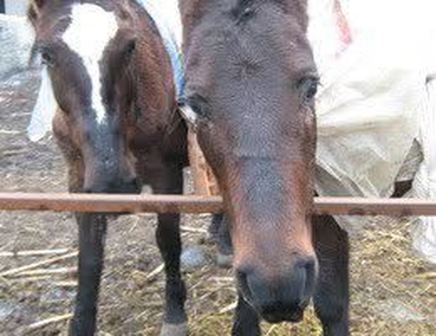 Pro Animals Deutschland e.V. – Pferde