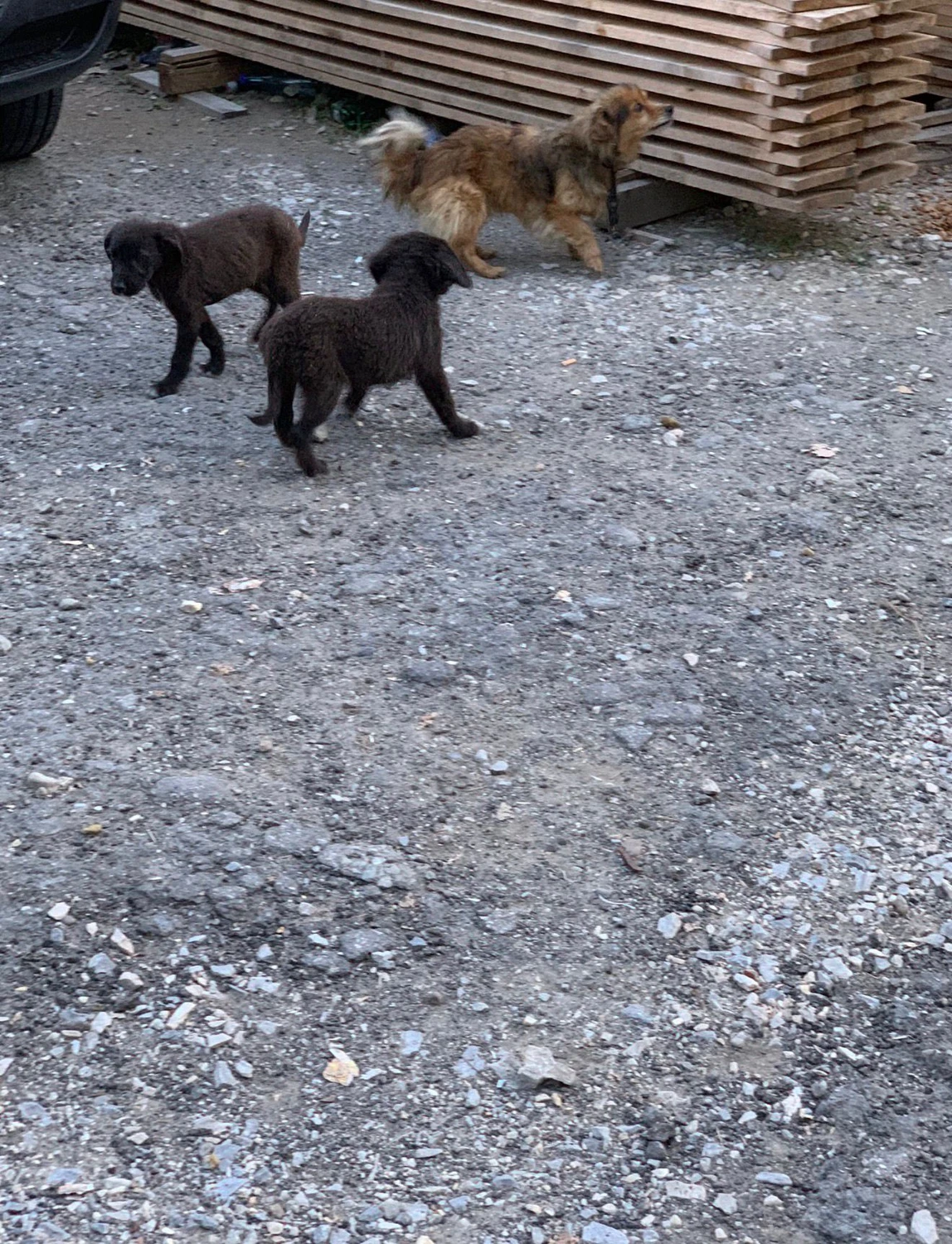 Pro Animals Deutschland e.V. – Hunde