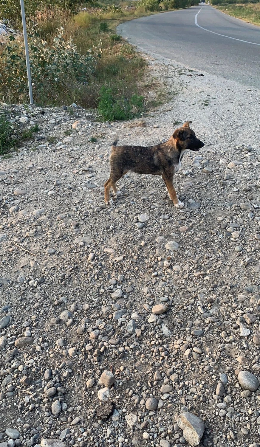 Pro Animals Deutschland e.V. – Hunde
