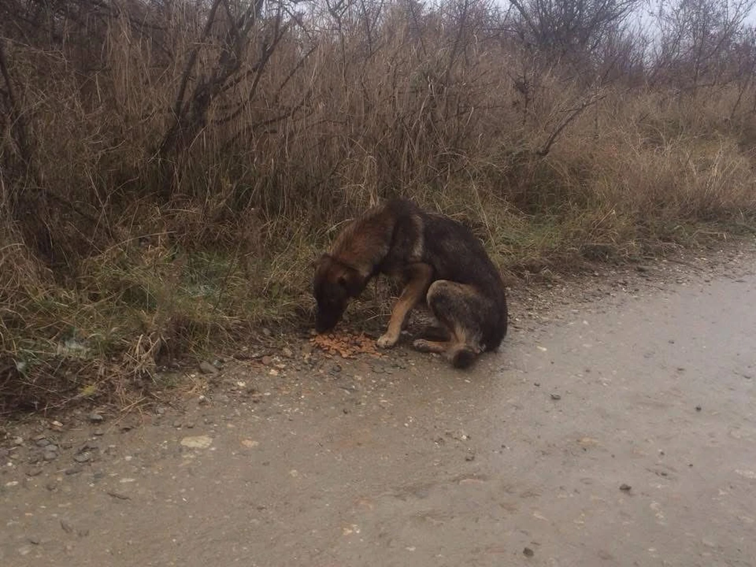Pro Animals Deutschland e.V. – Hunde
