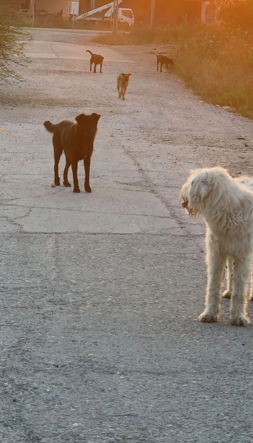 Pro Animals Deutschland e.V. – Hunde