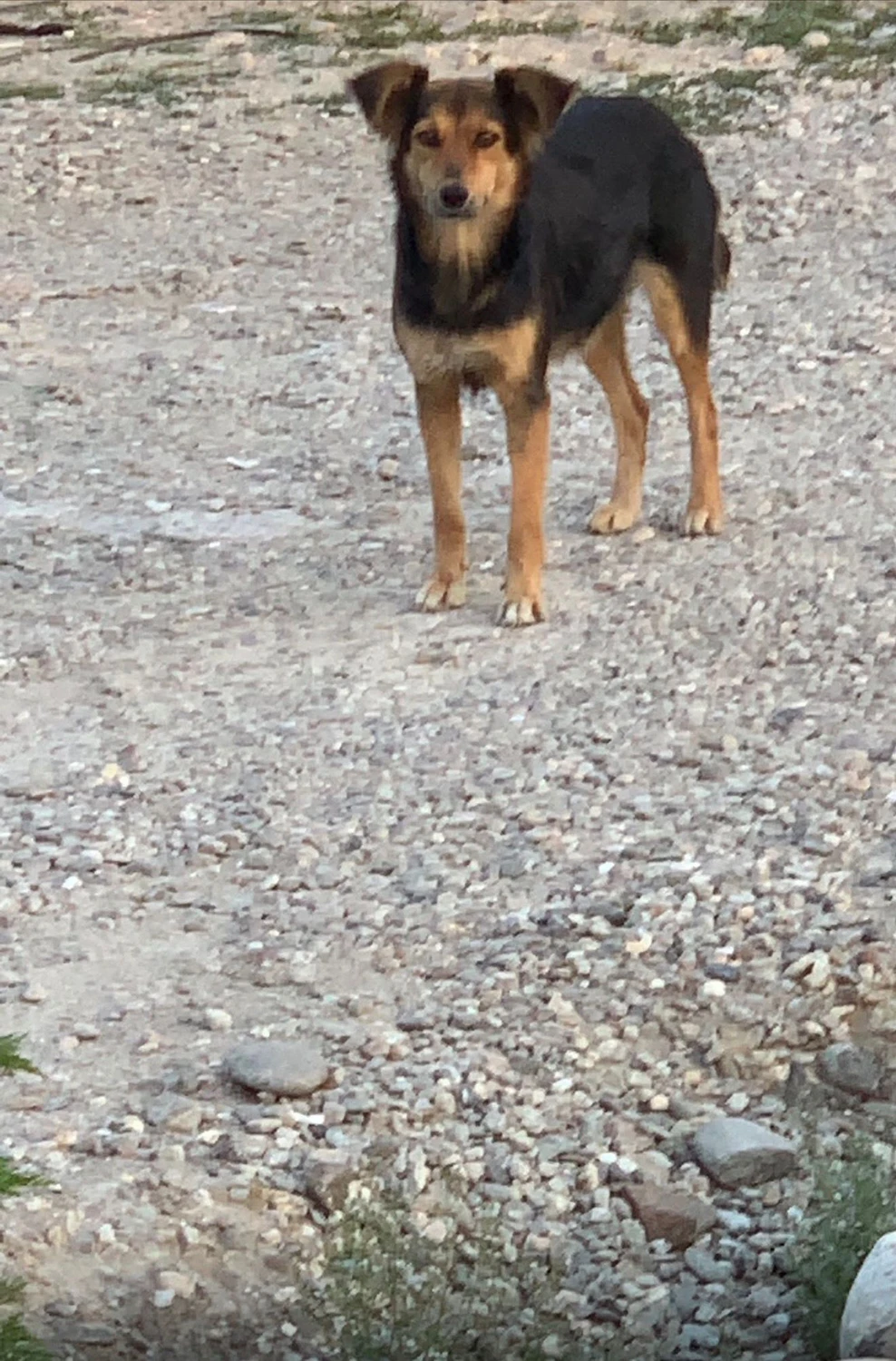 Pro Animals Deutschland e.V. – Hunde