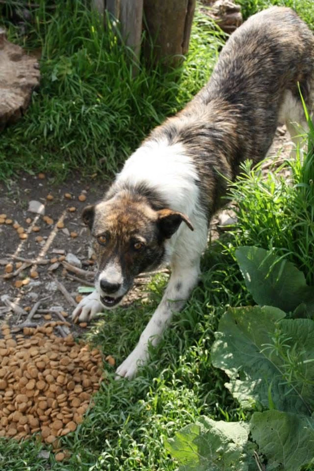 Pro Animals Deutschland e.V. – Hunde