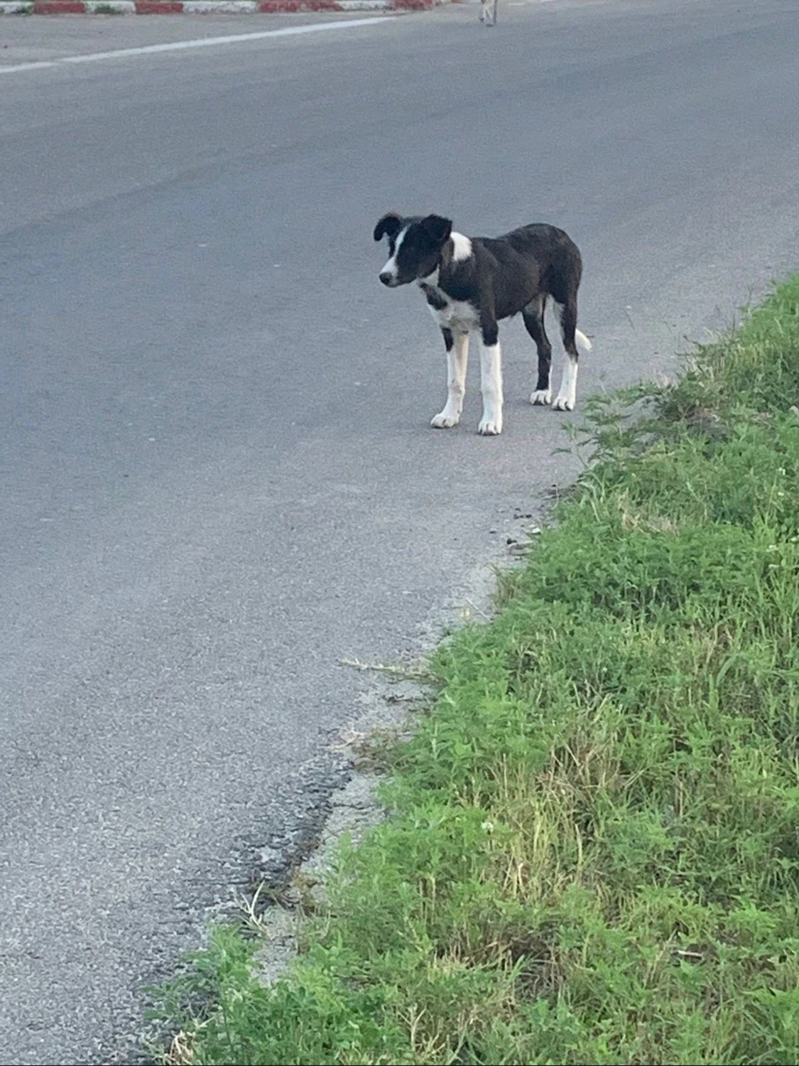Pro Animals Deutschland e.V. – Hunde
