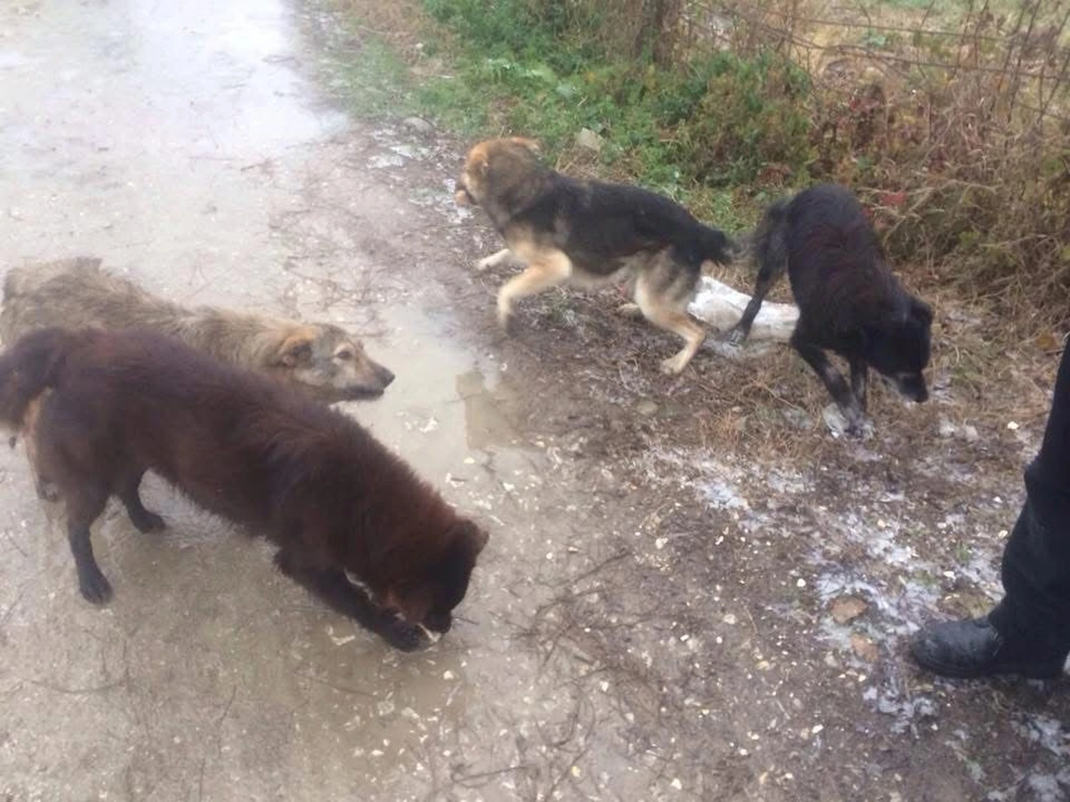 Pro Animals Deutschland e.V. – Hunde