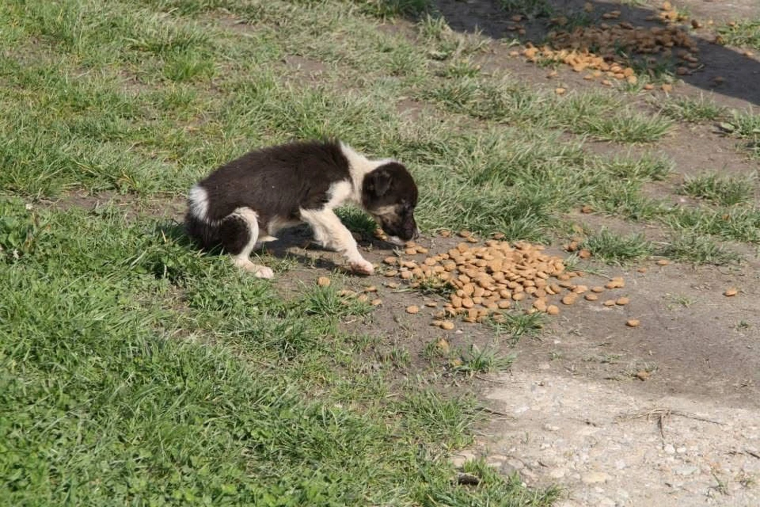 Pro Animals Deutschland e.V. – Hunde