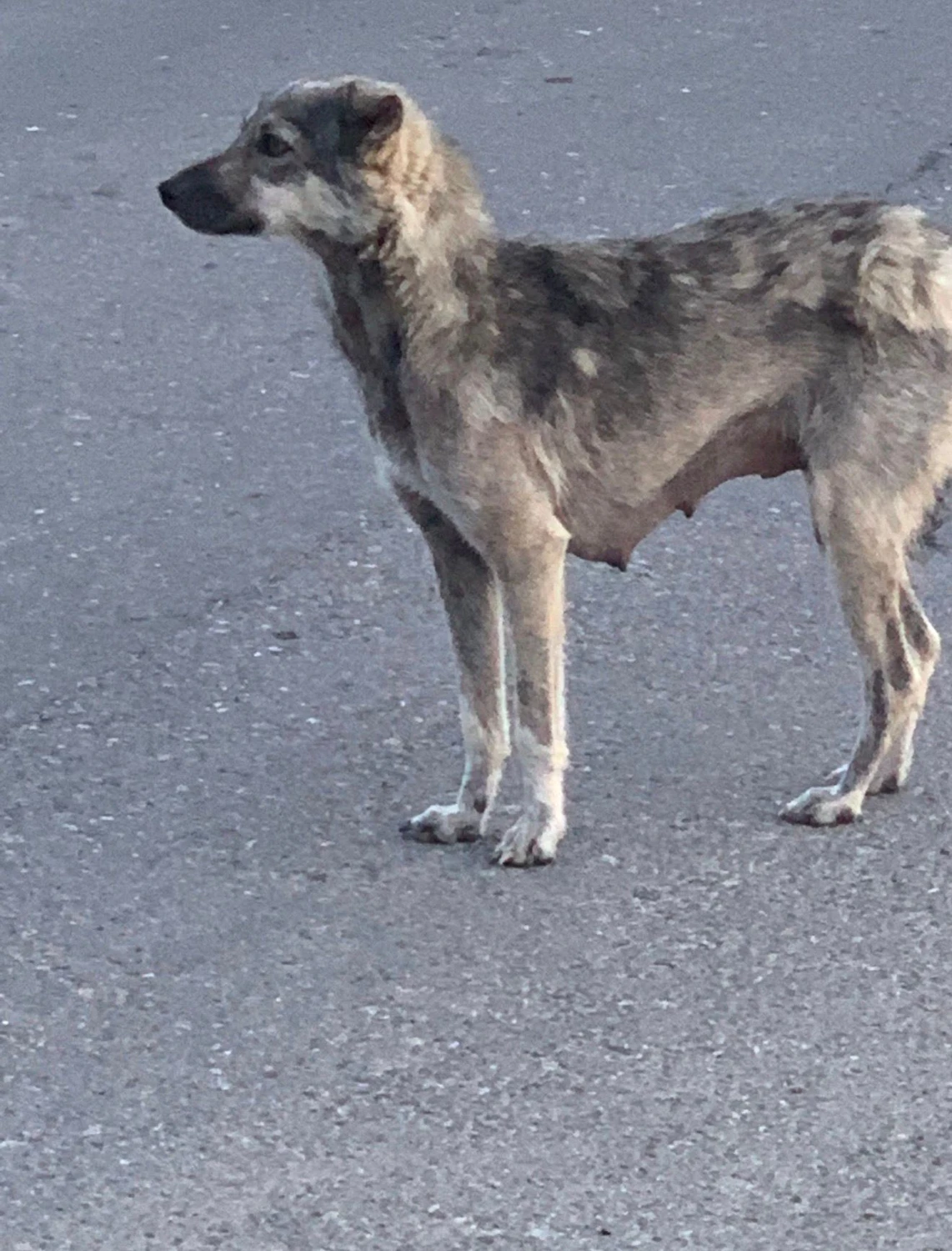 Pro Animals Deutschland e.V. – Hunde