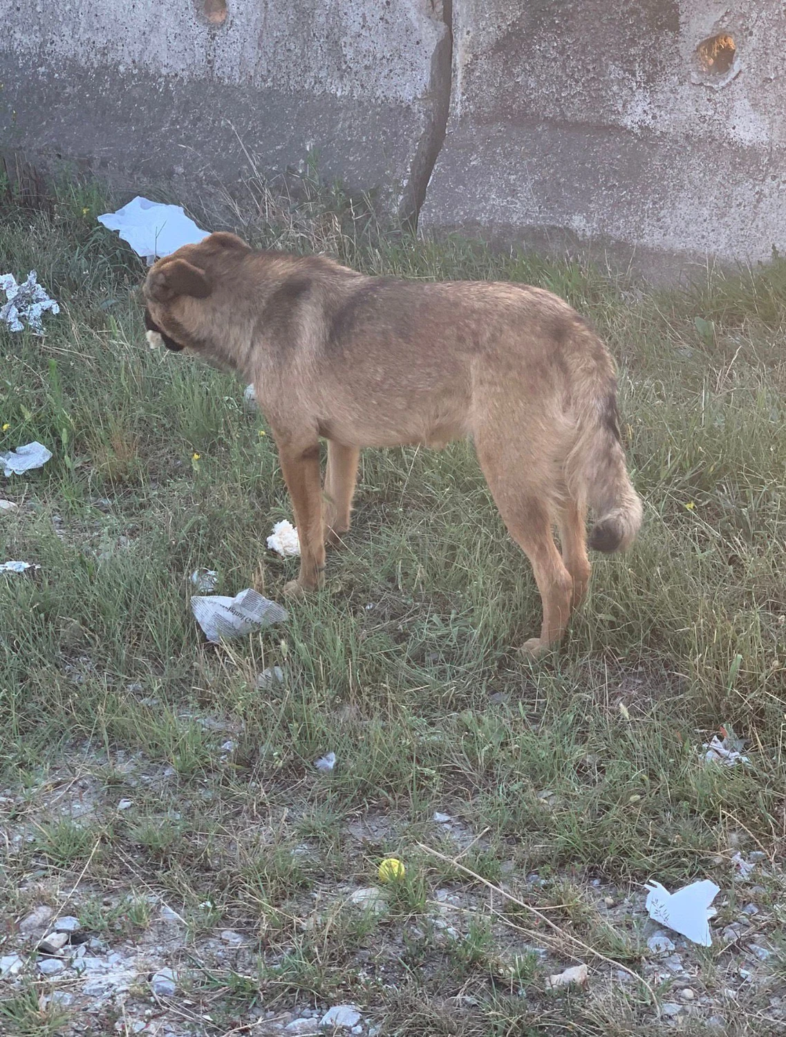 Pro Animals Deutschland e.V. – Hunde