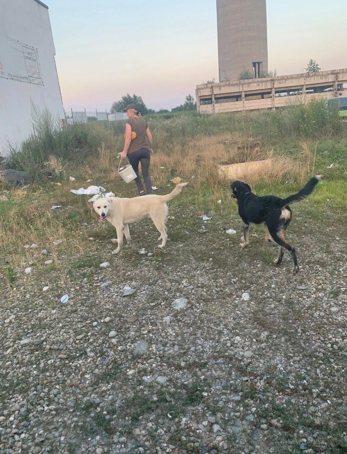 Pro Animals Deutschland e.V. – Hunde
