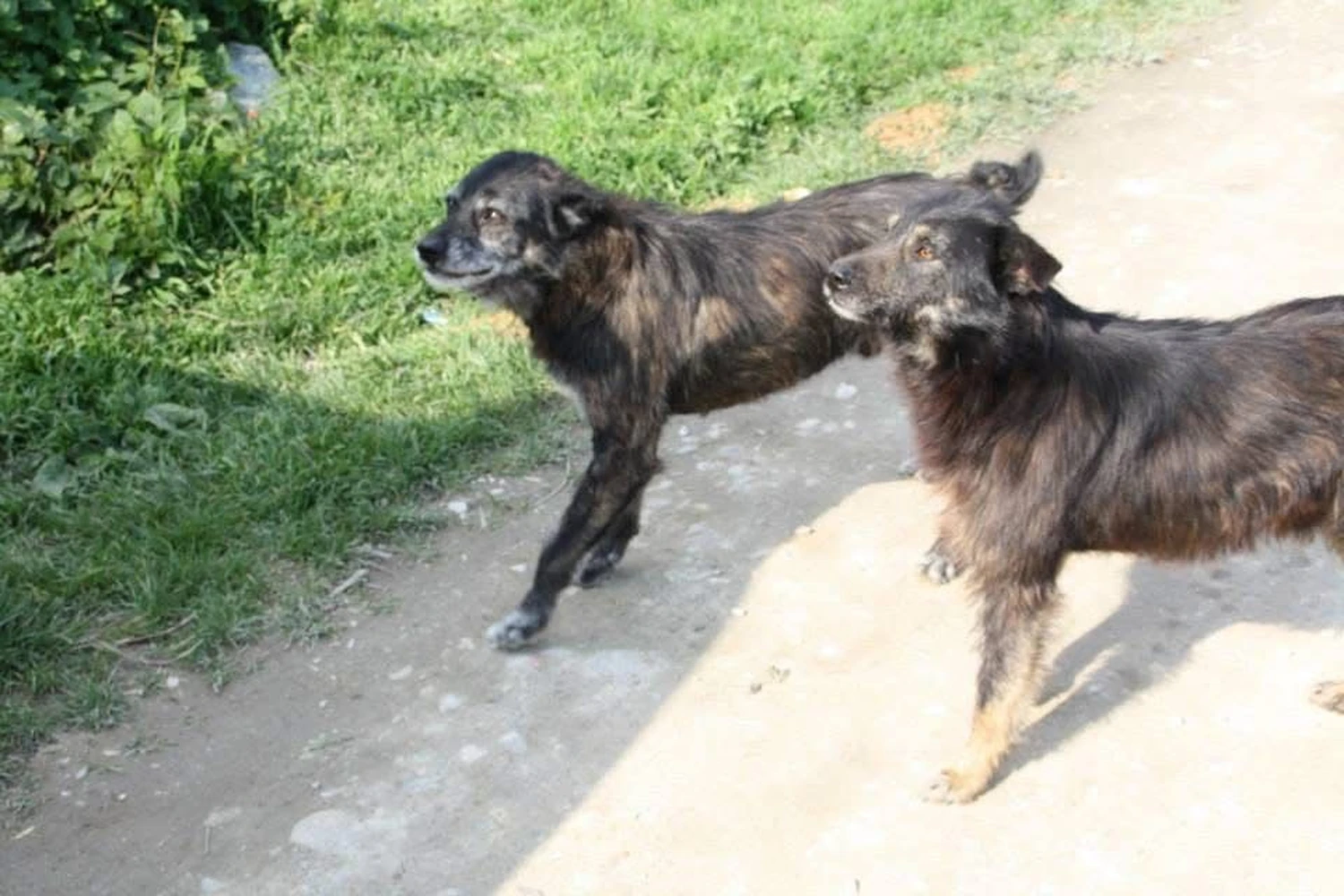 Pro Animals Deutschland e.V. – Hunde