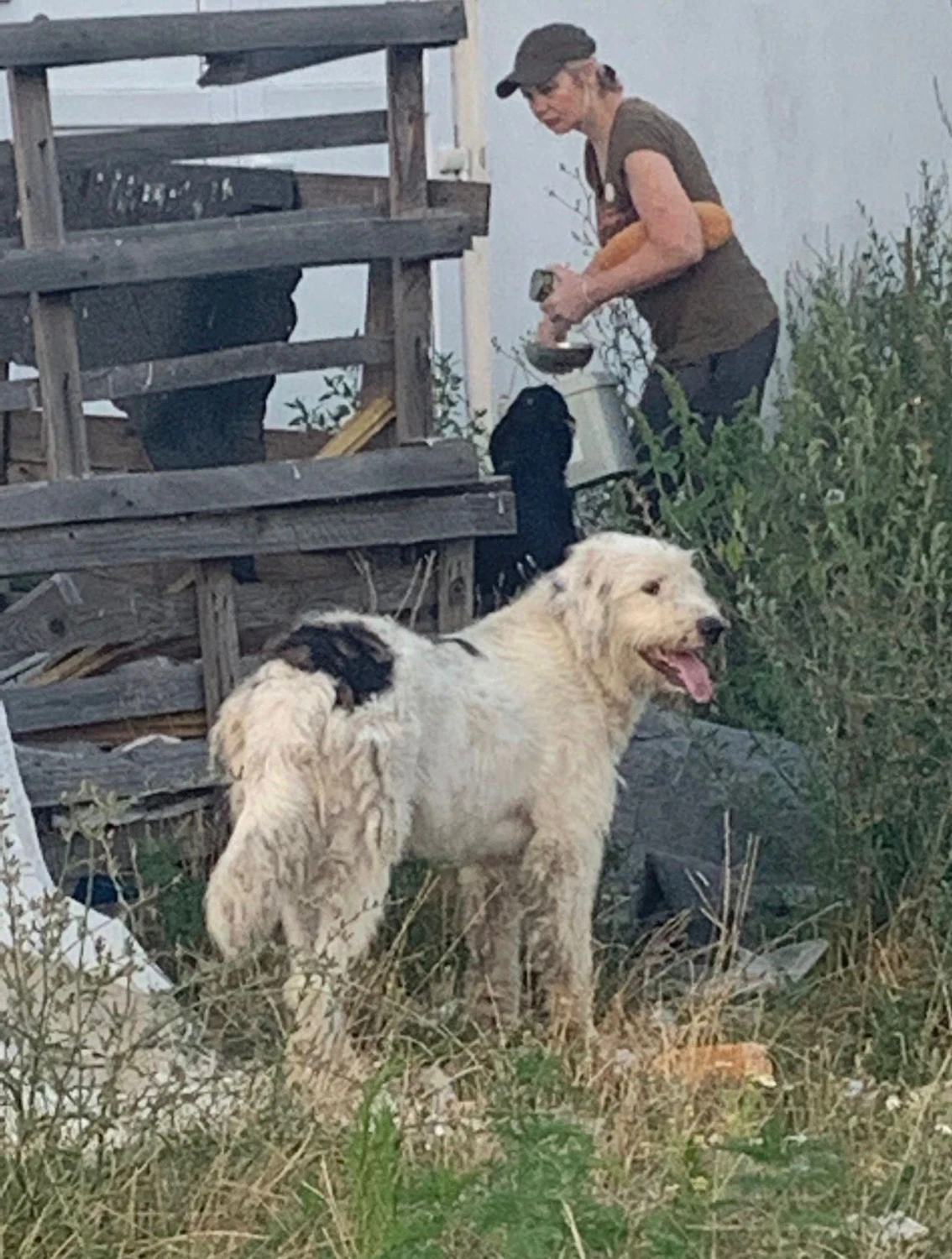 Pro Animals Deutschland e.V. – Hunde