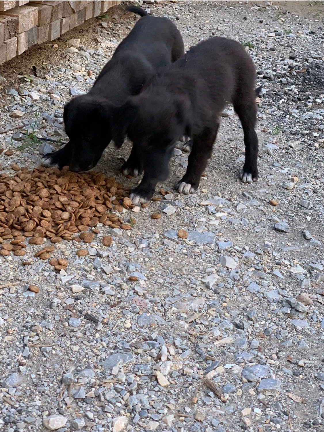 Pro Animals Deutschland e.V. – Hunde