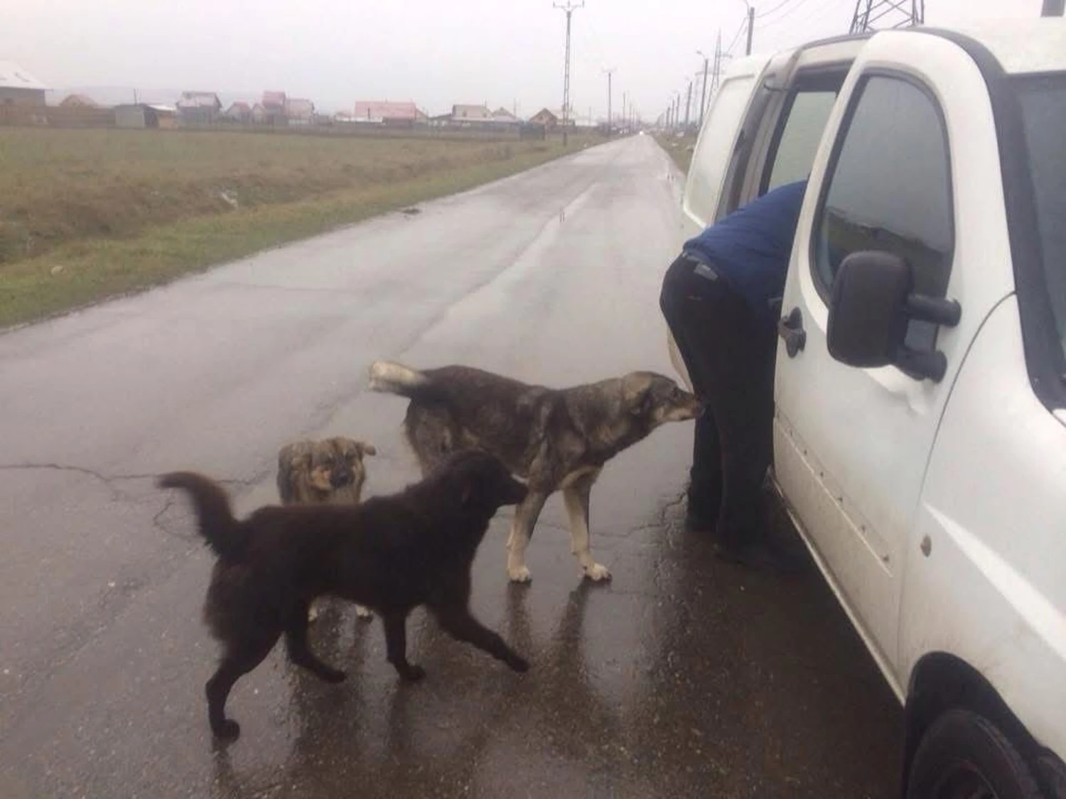 Pro Animals Deutschland e.V. – Hunde