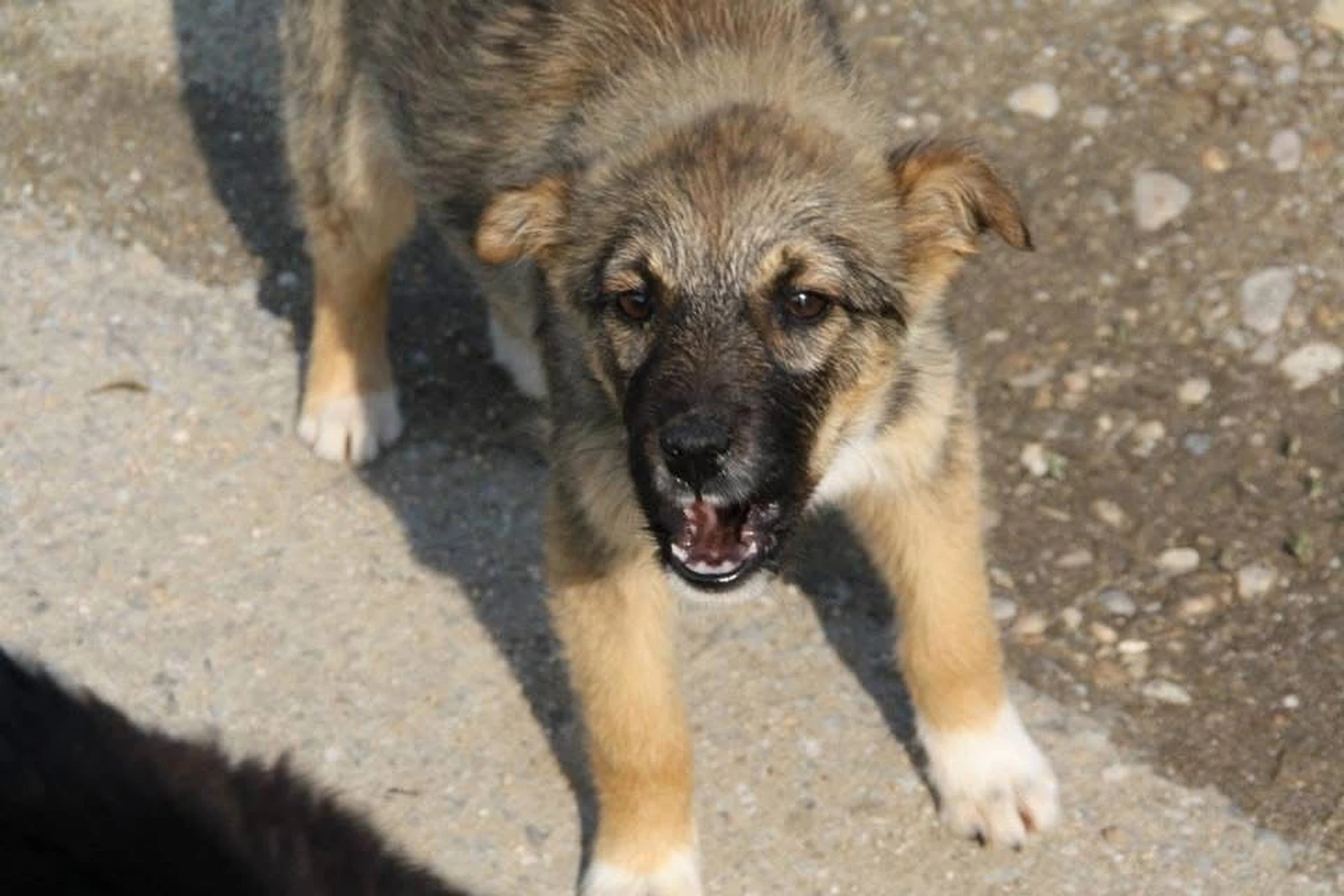 Pro Animals Deutschland e.V. – Hunde