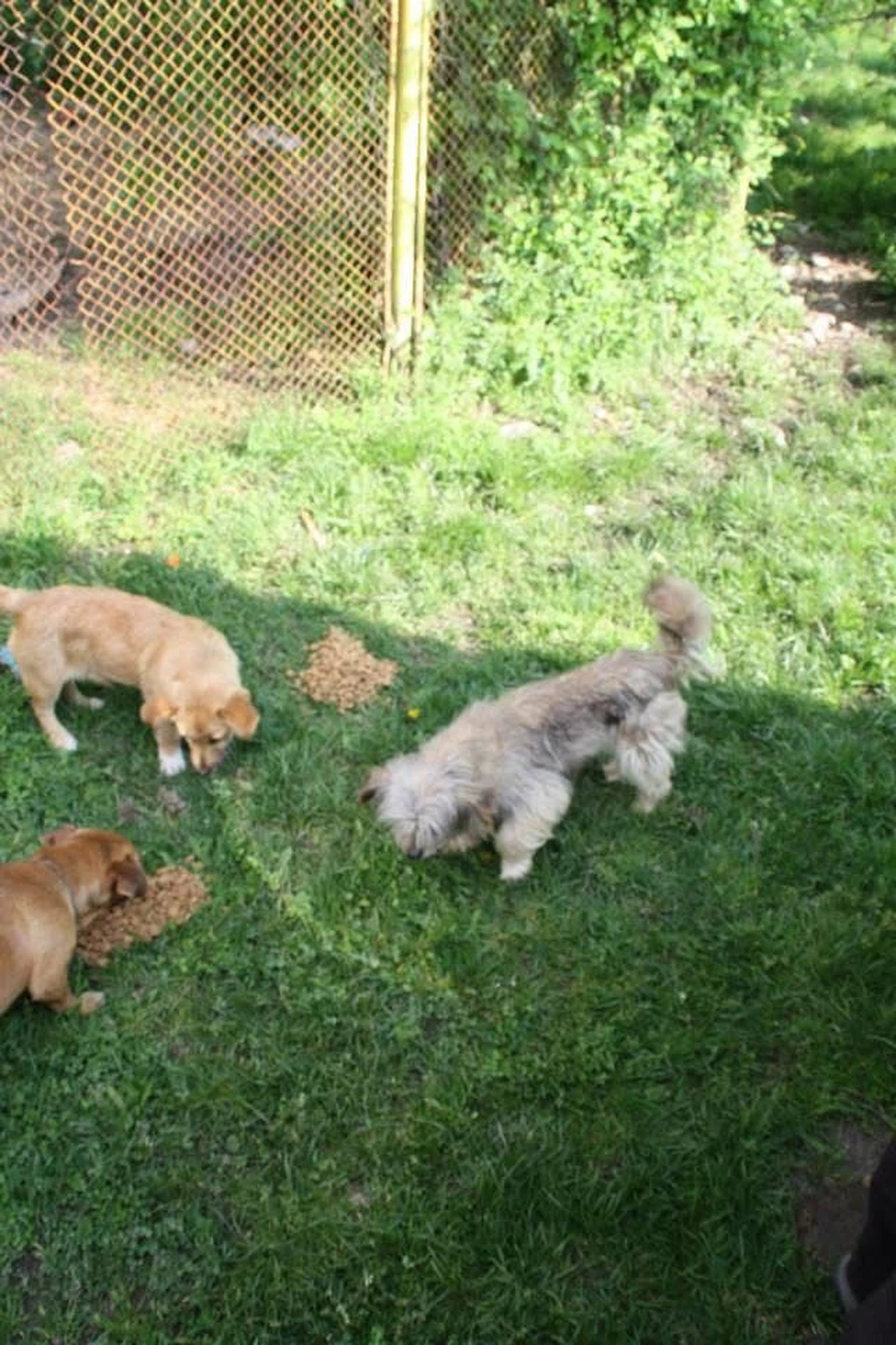 Pro Animals Deutschland e.V. – Hunde